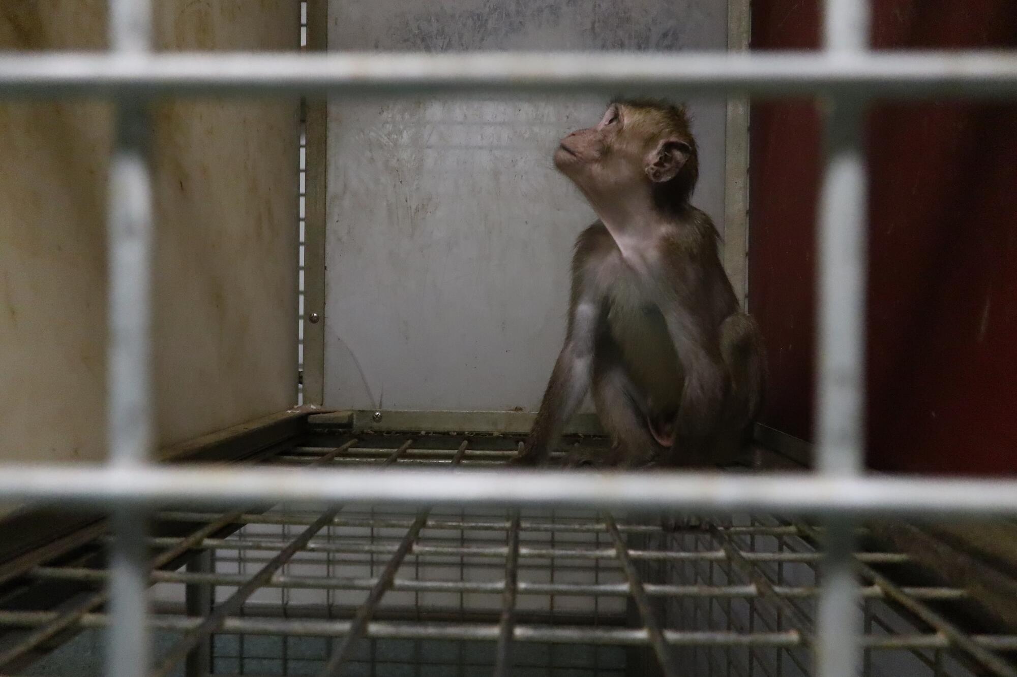 Primate