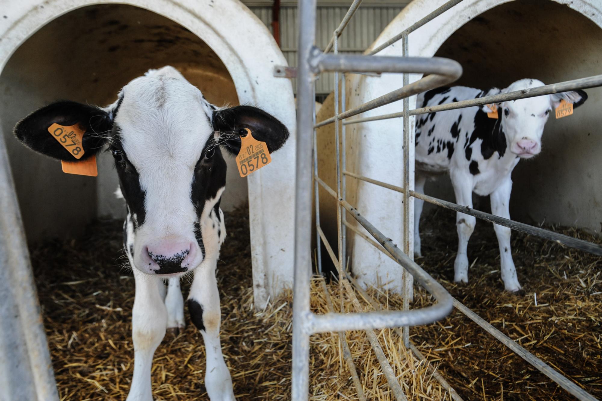 Dinámicas sociales de las vacas