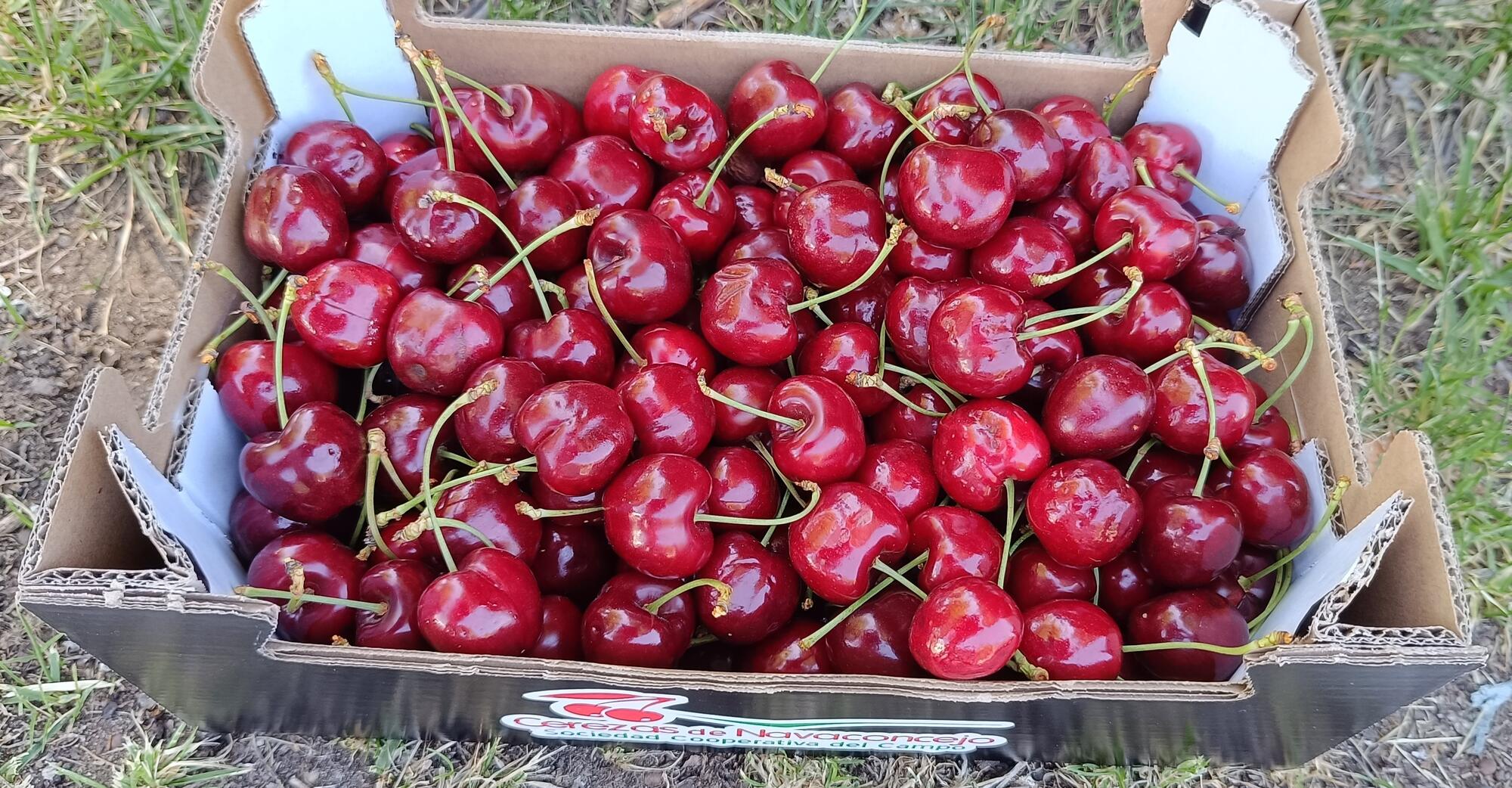 Caja de cerezas de una cooperativa del Valle del Jerte
