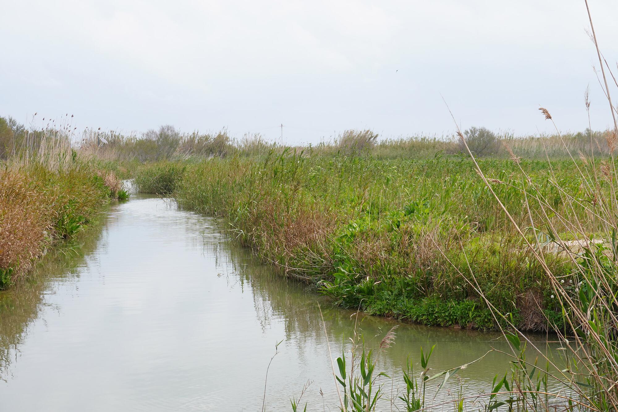 Albufera Reportaje - 2