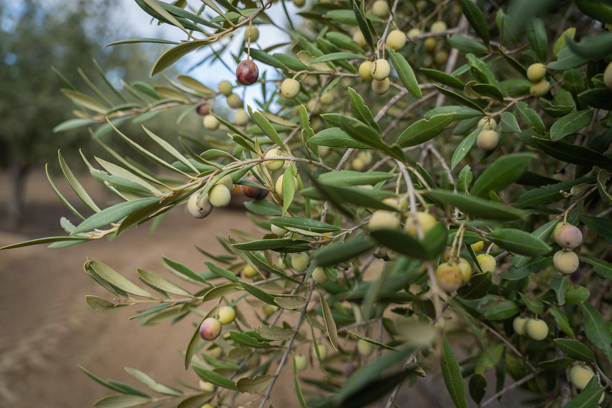 Repor aceituna - 3