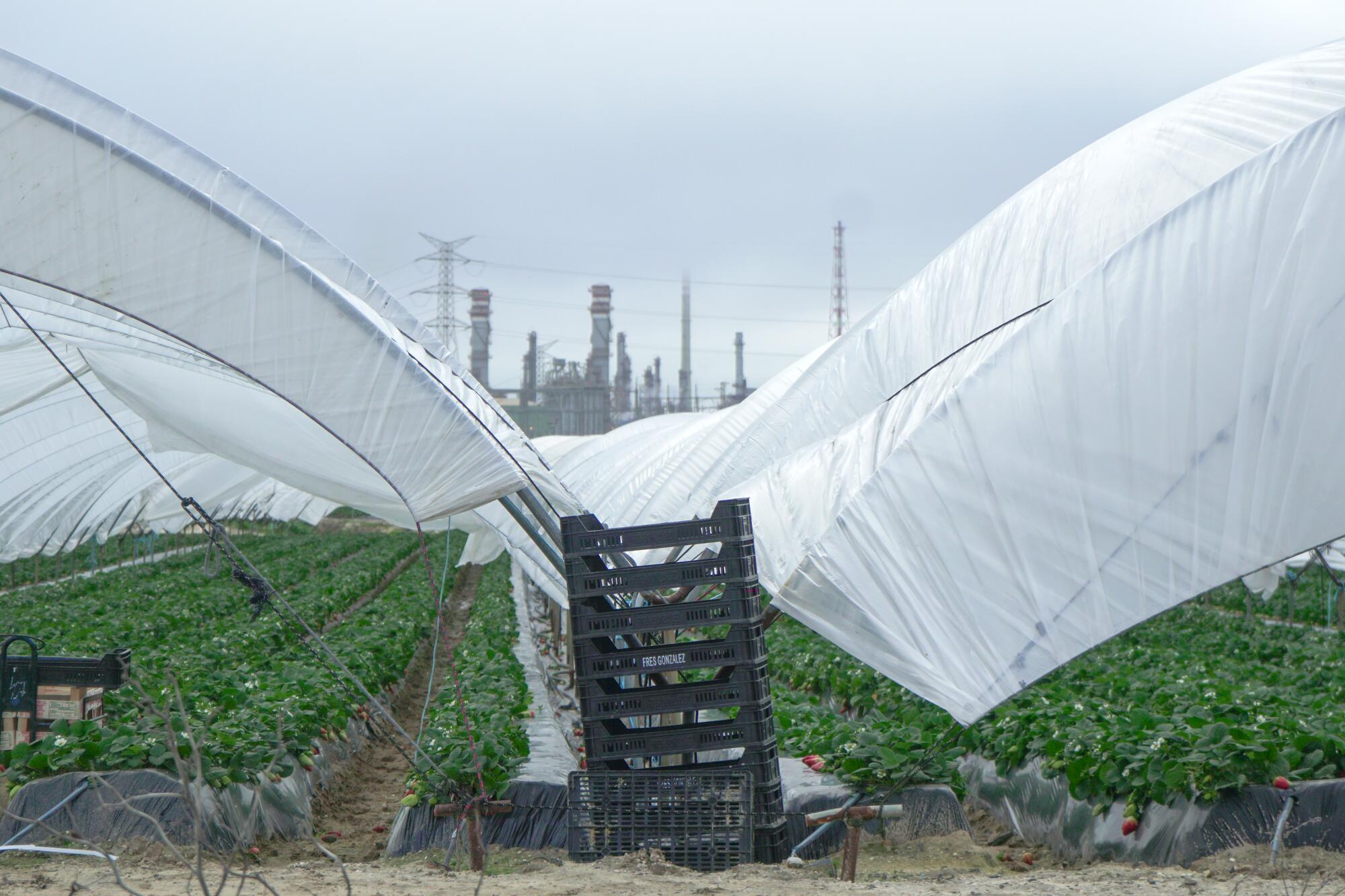 Explotación fresa - 2