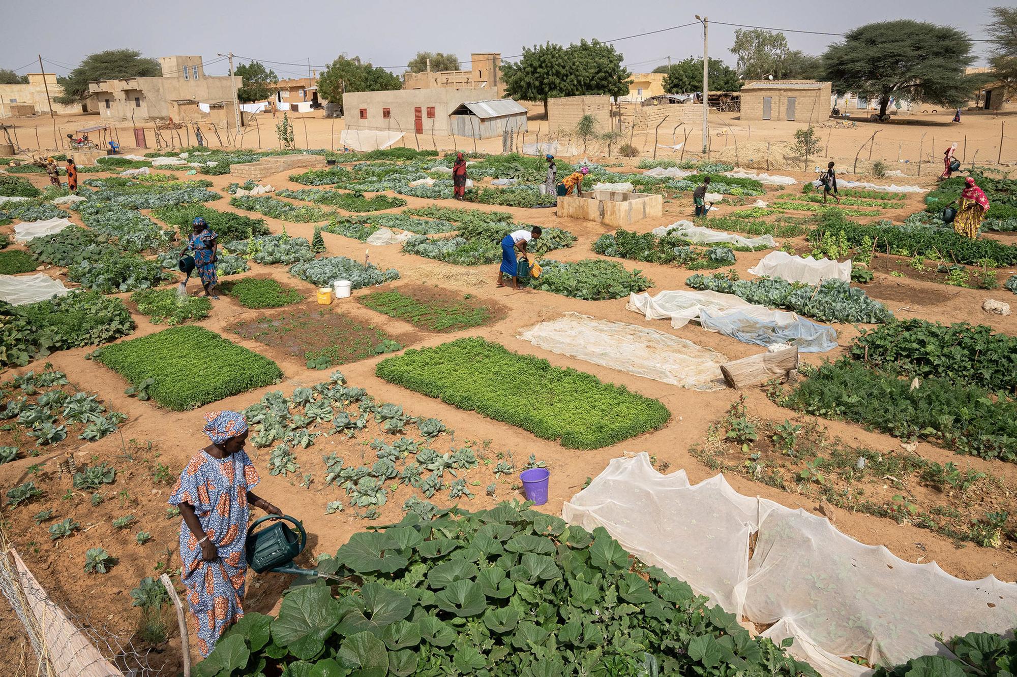 Agroecología y feminismo en Senegal - 2
