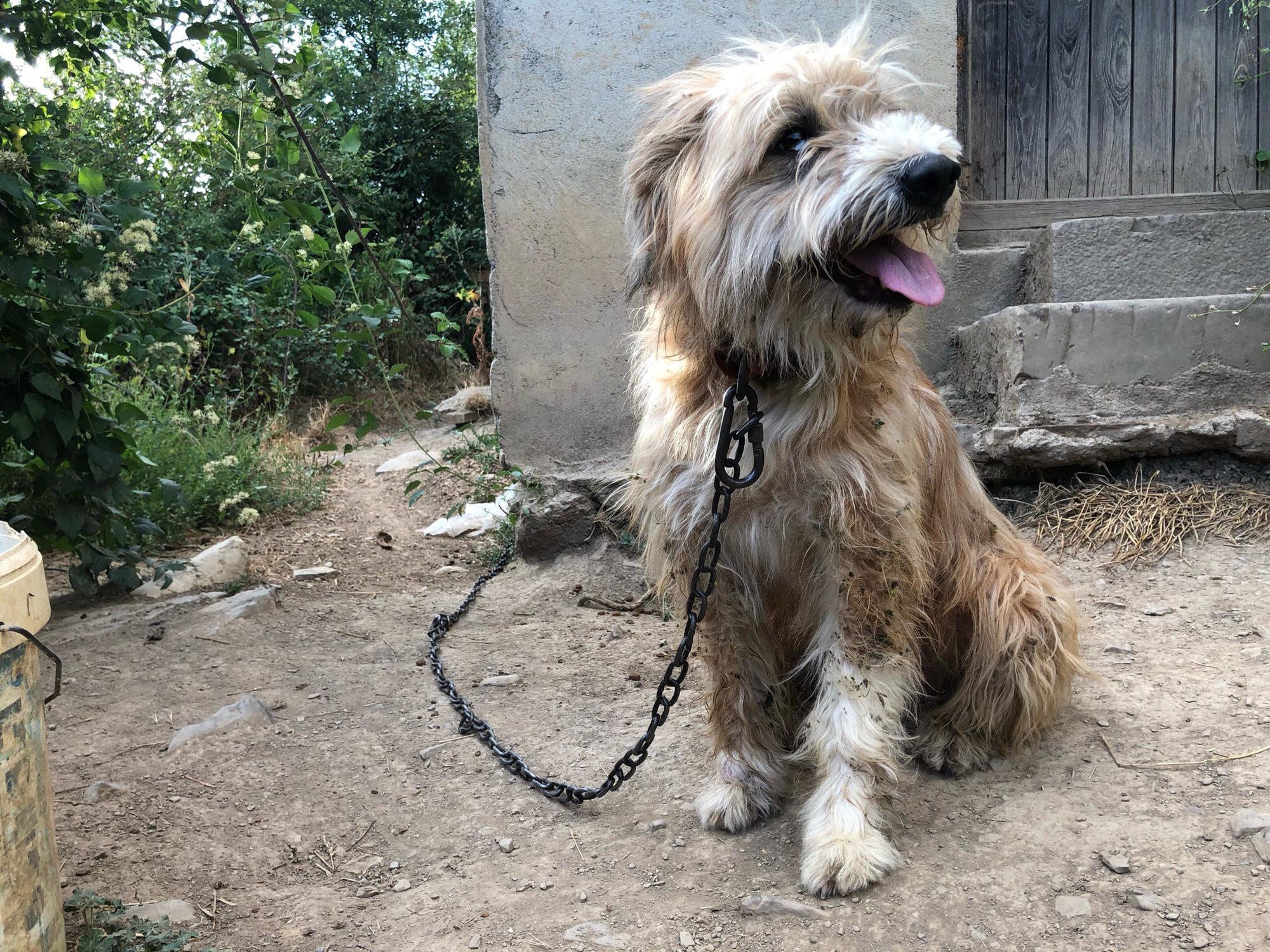 Fer, perro liberado de explotación ganadera