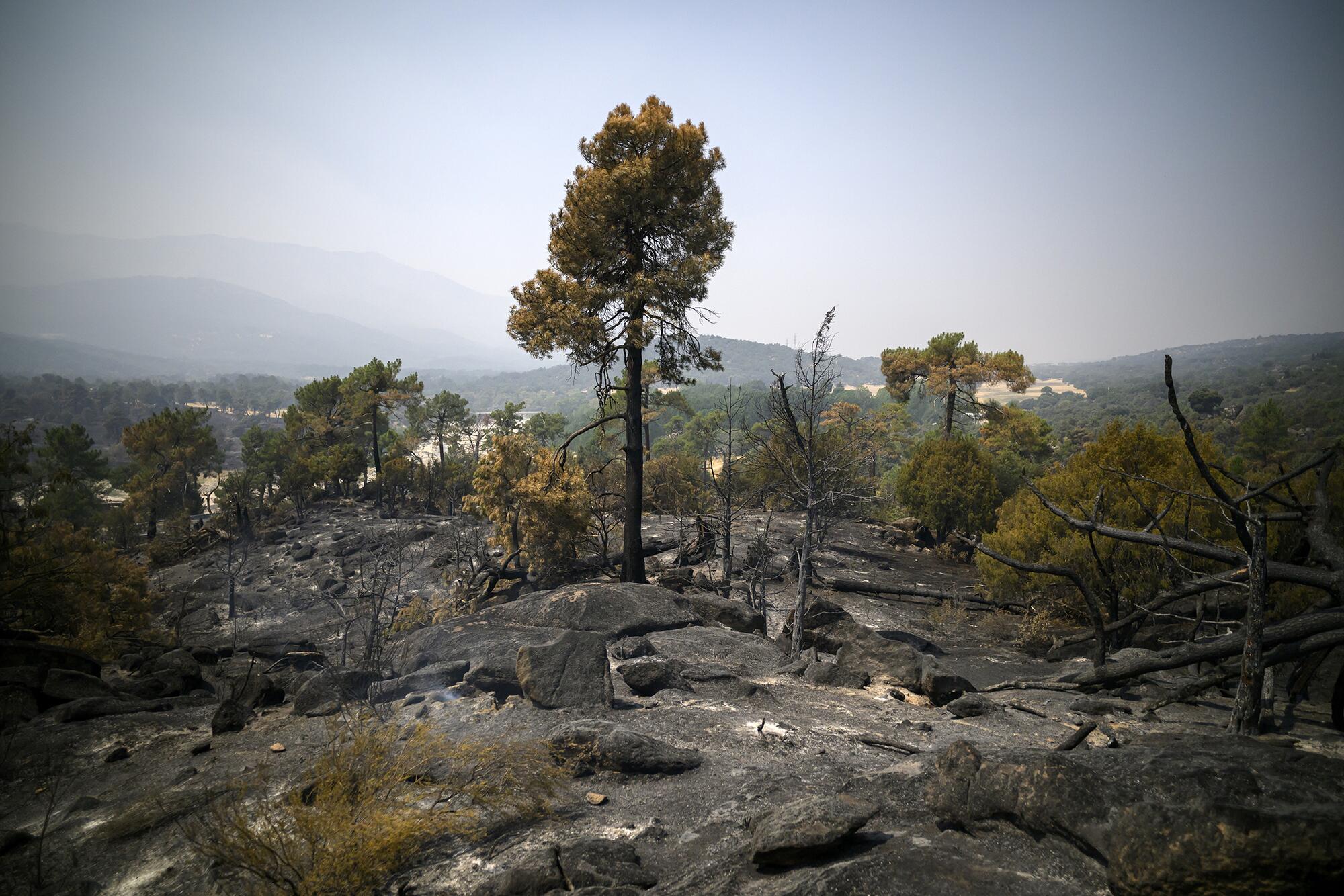 Incendio Navaluenga - 14