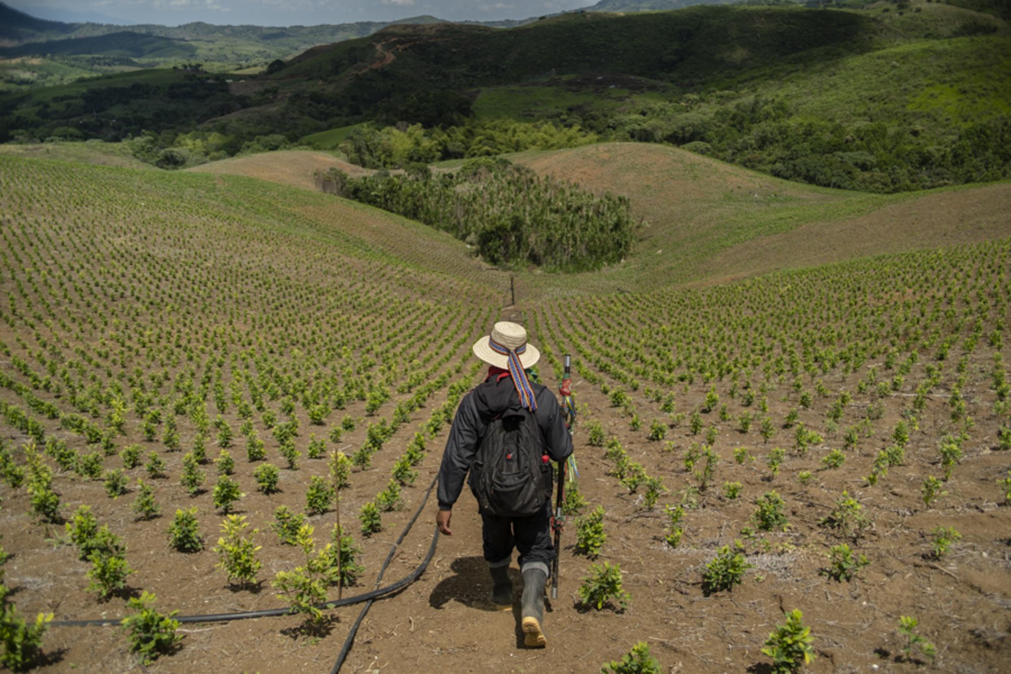 Guardia Indígena en el Cauca, Colombia. - 3