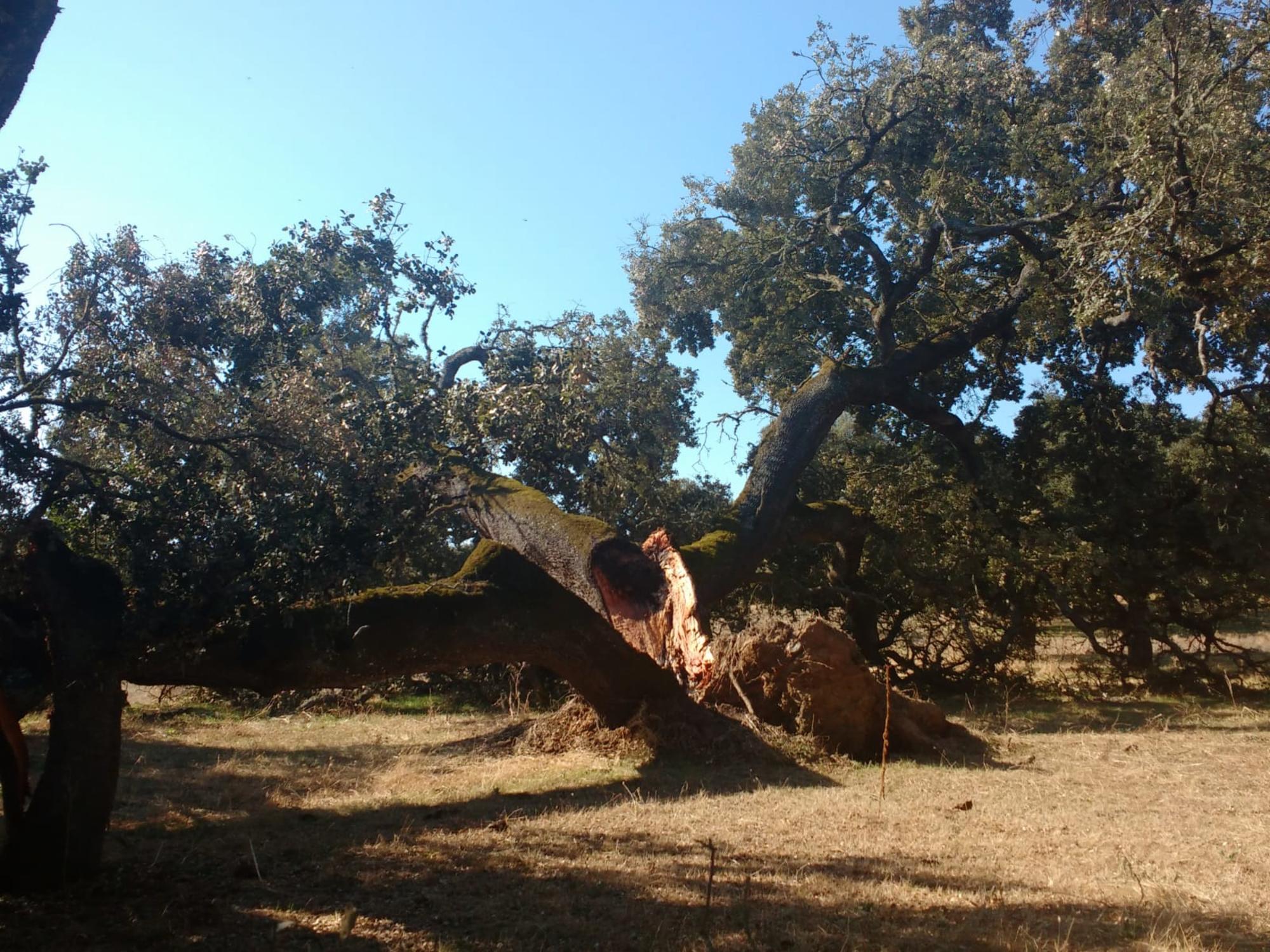 Encina partida