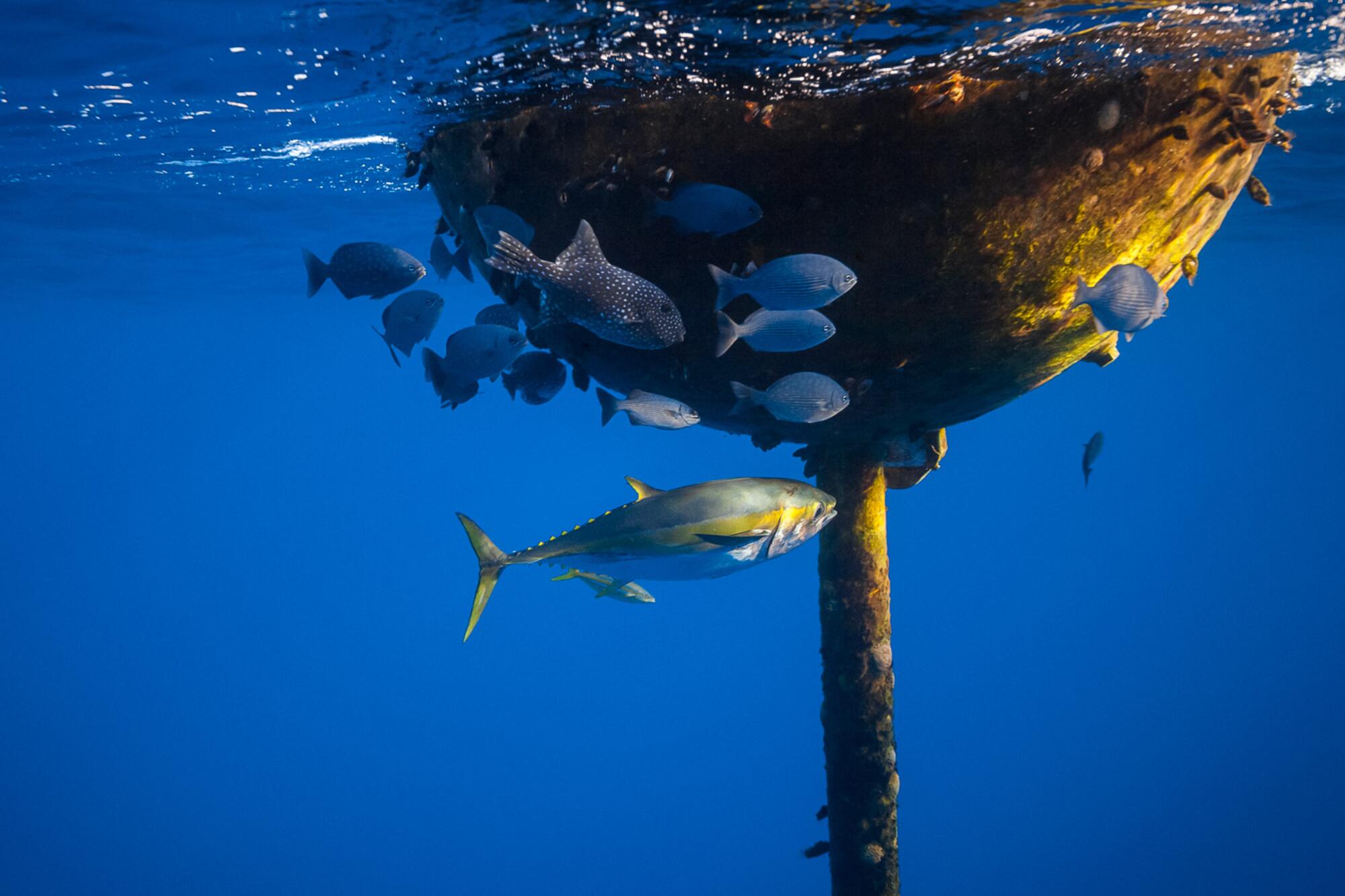 Madagascar Pesca - 6