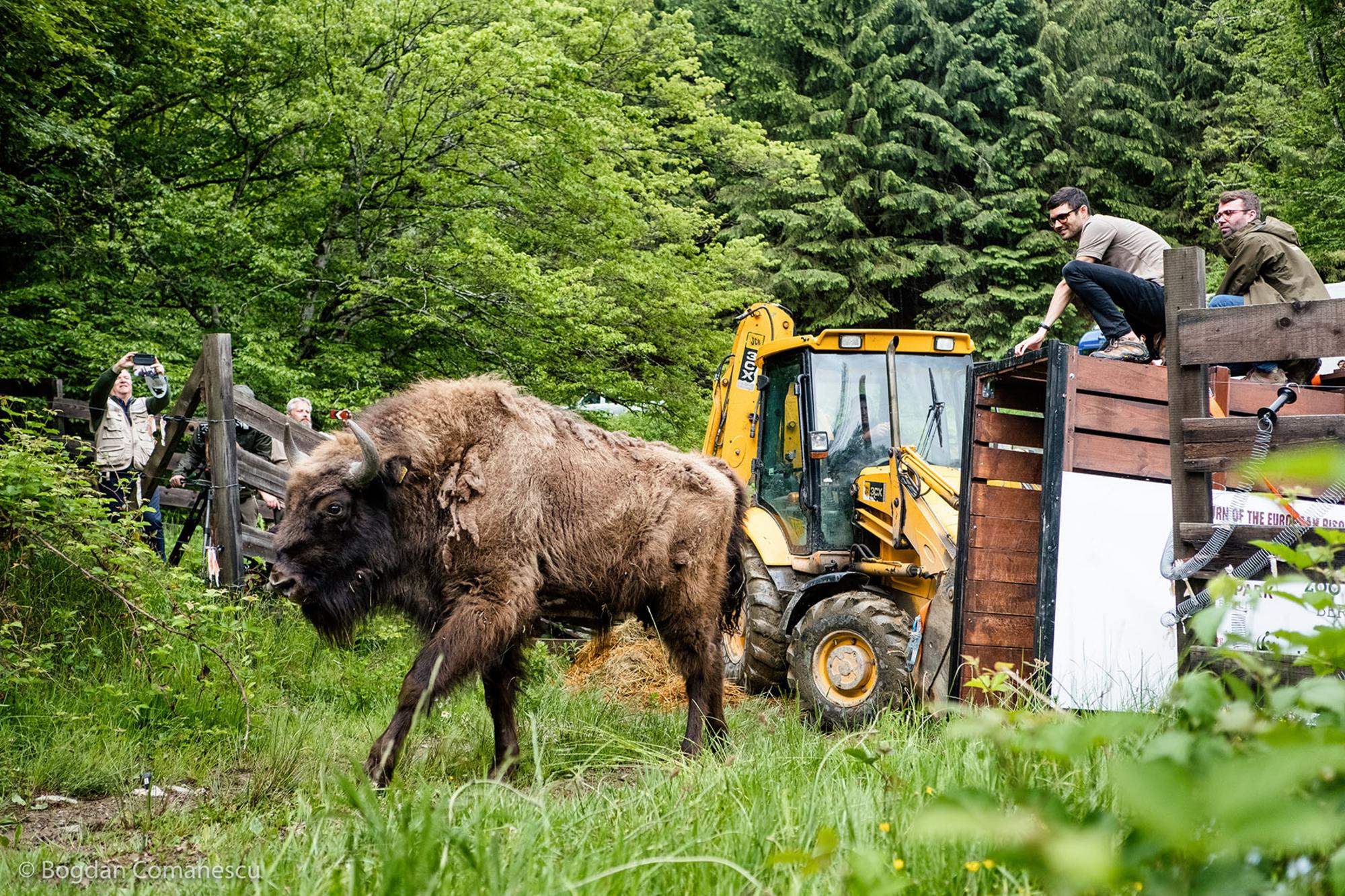 Bisonte europeo Rewilding Europe