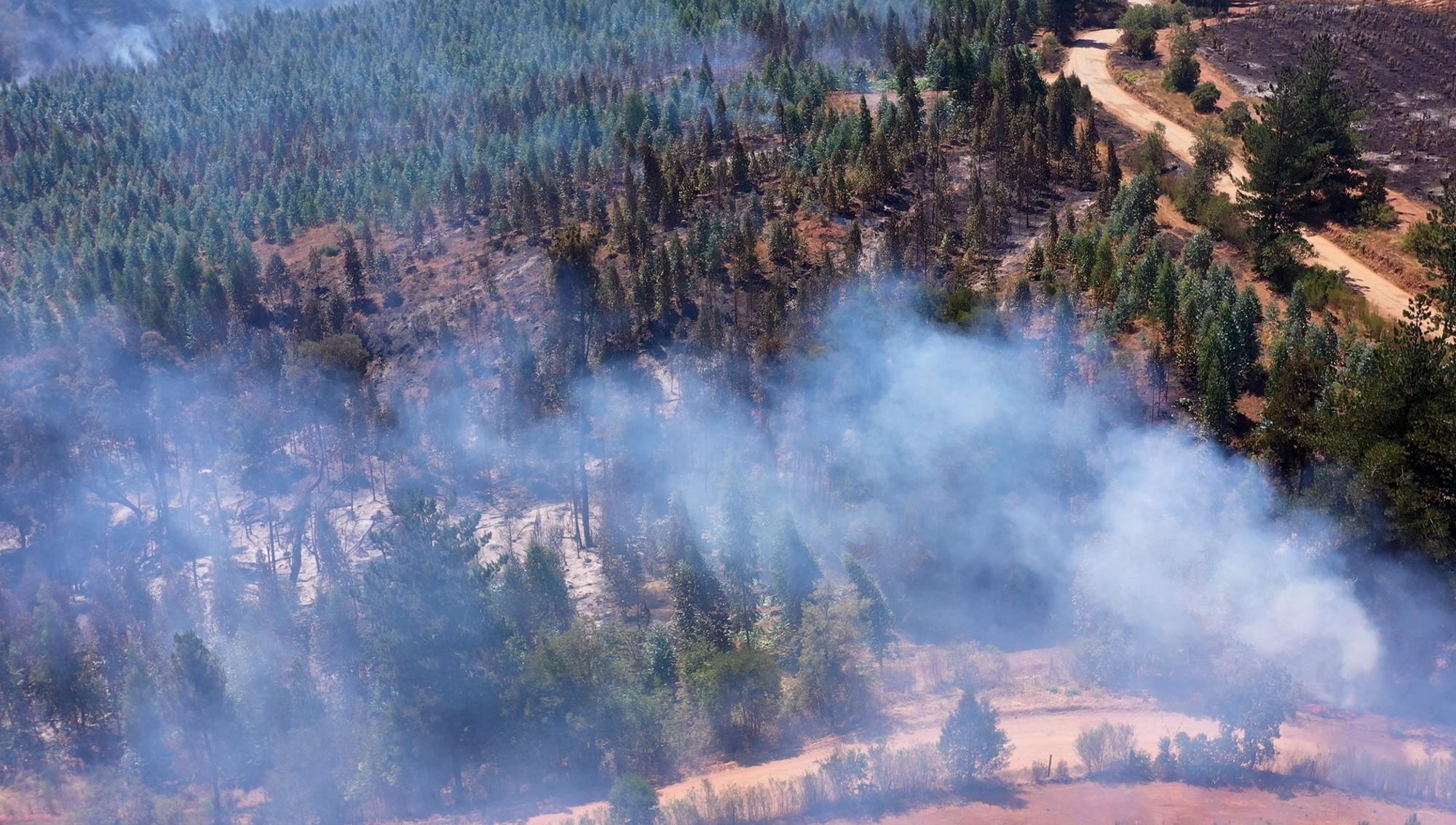 incendio de un monocultivo en Chile