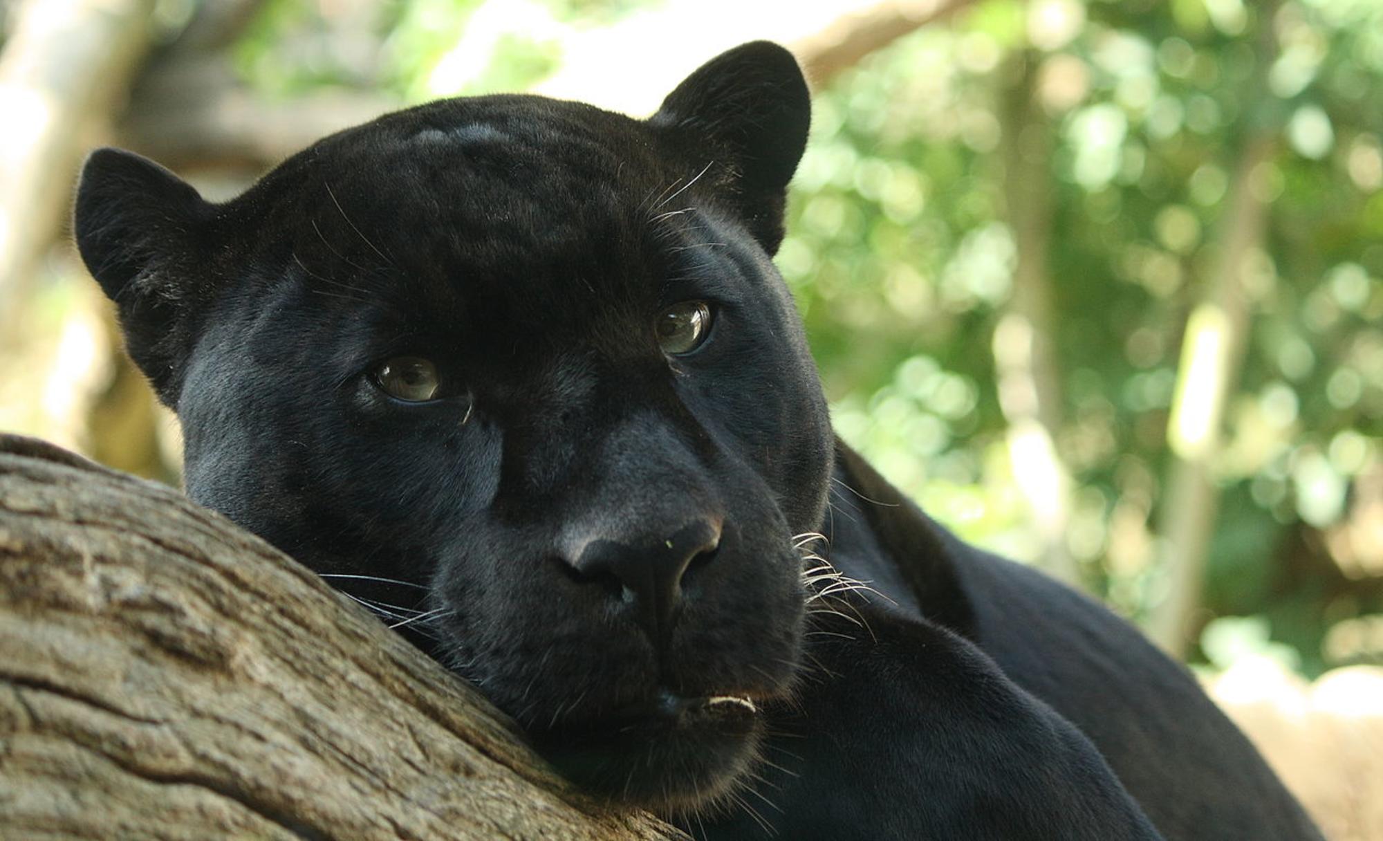 Pantera negra retrato