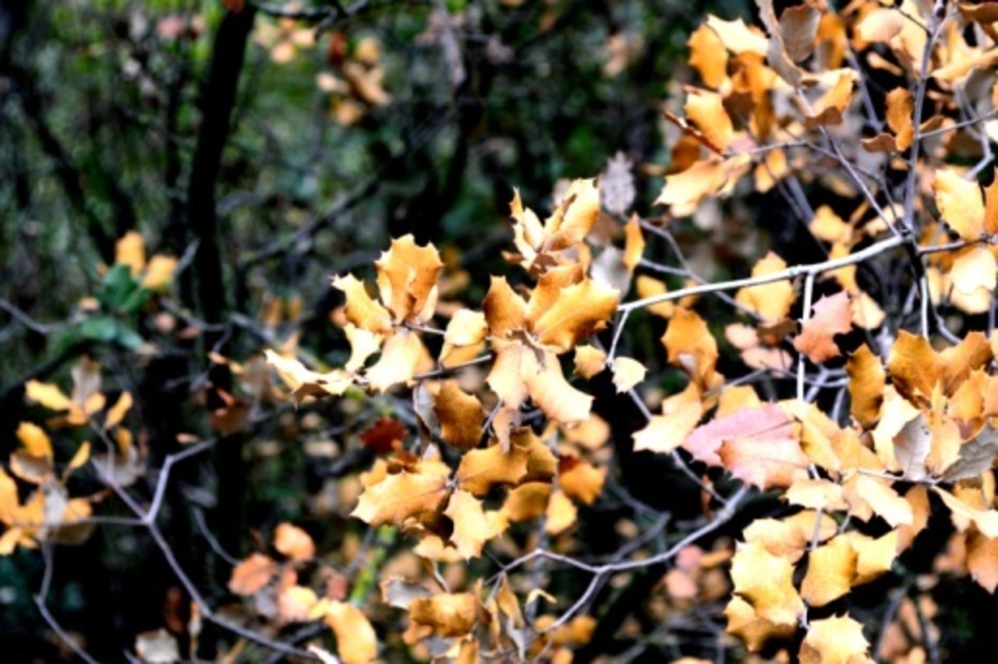 Quercus marcescent