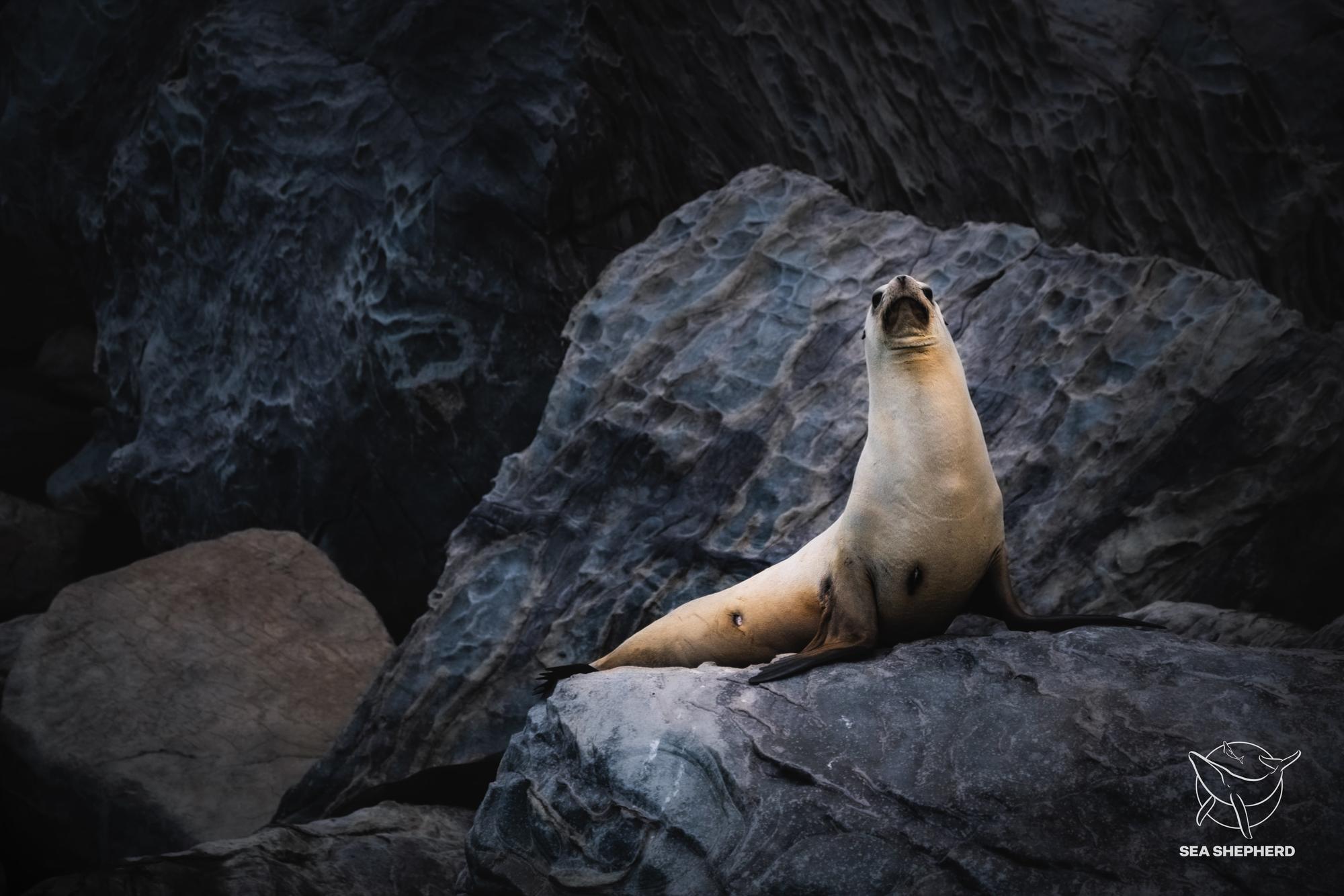 Observador