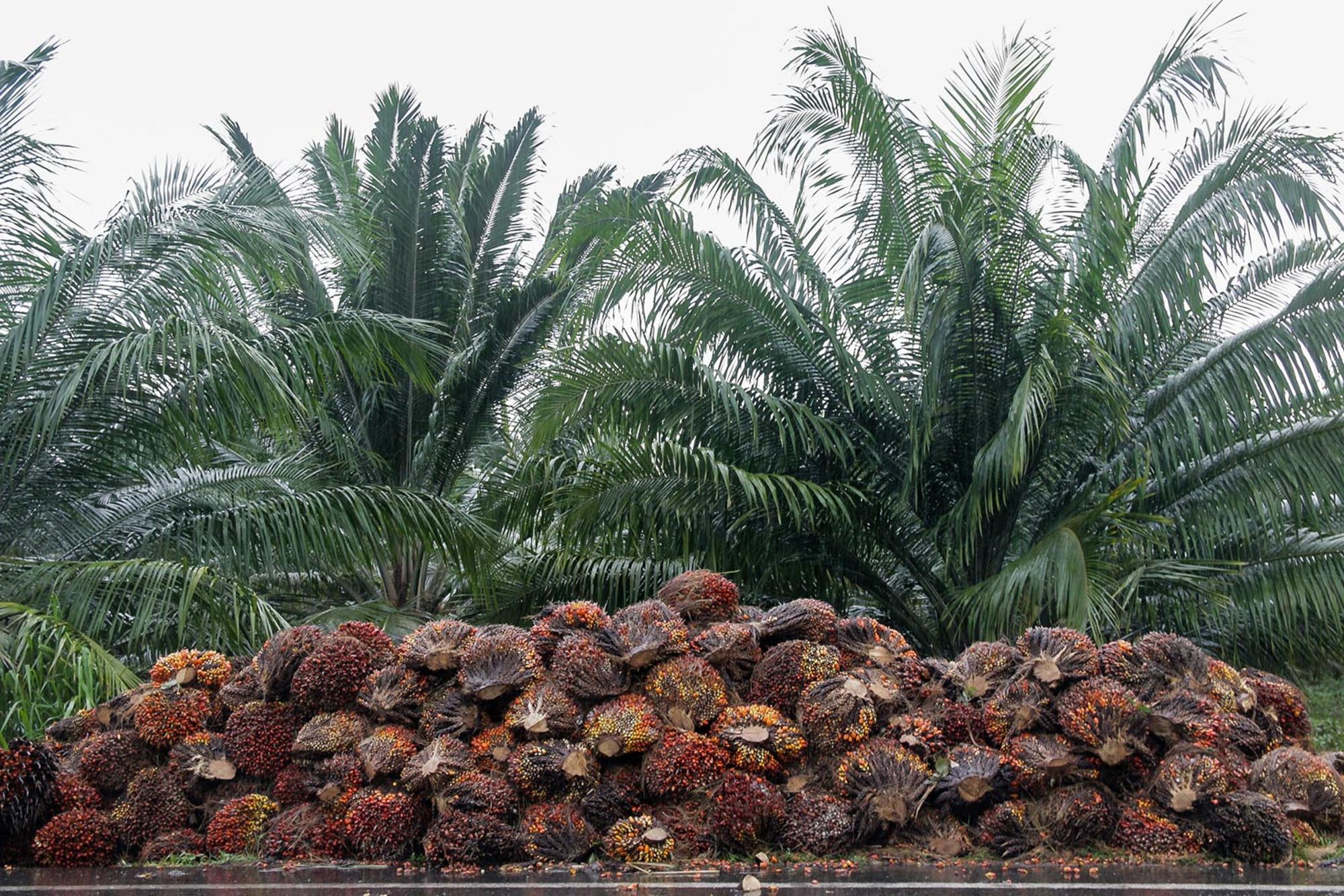 aceite de palma 2