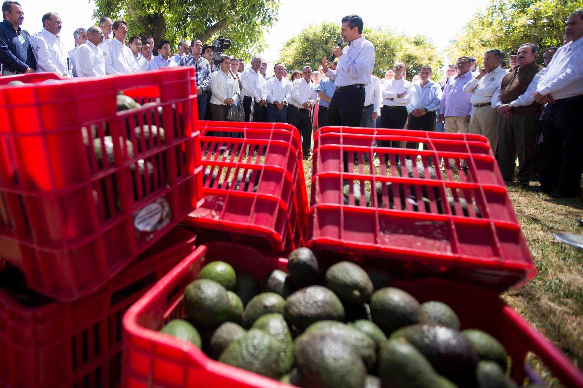 Acto del ex-presidente Enrique Peña Nieto productores de aguacate