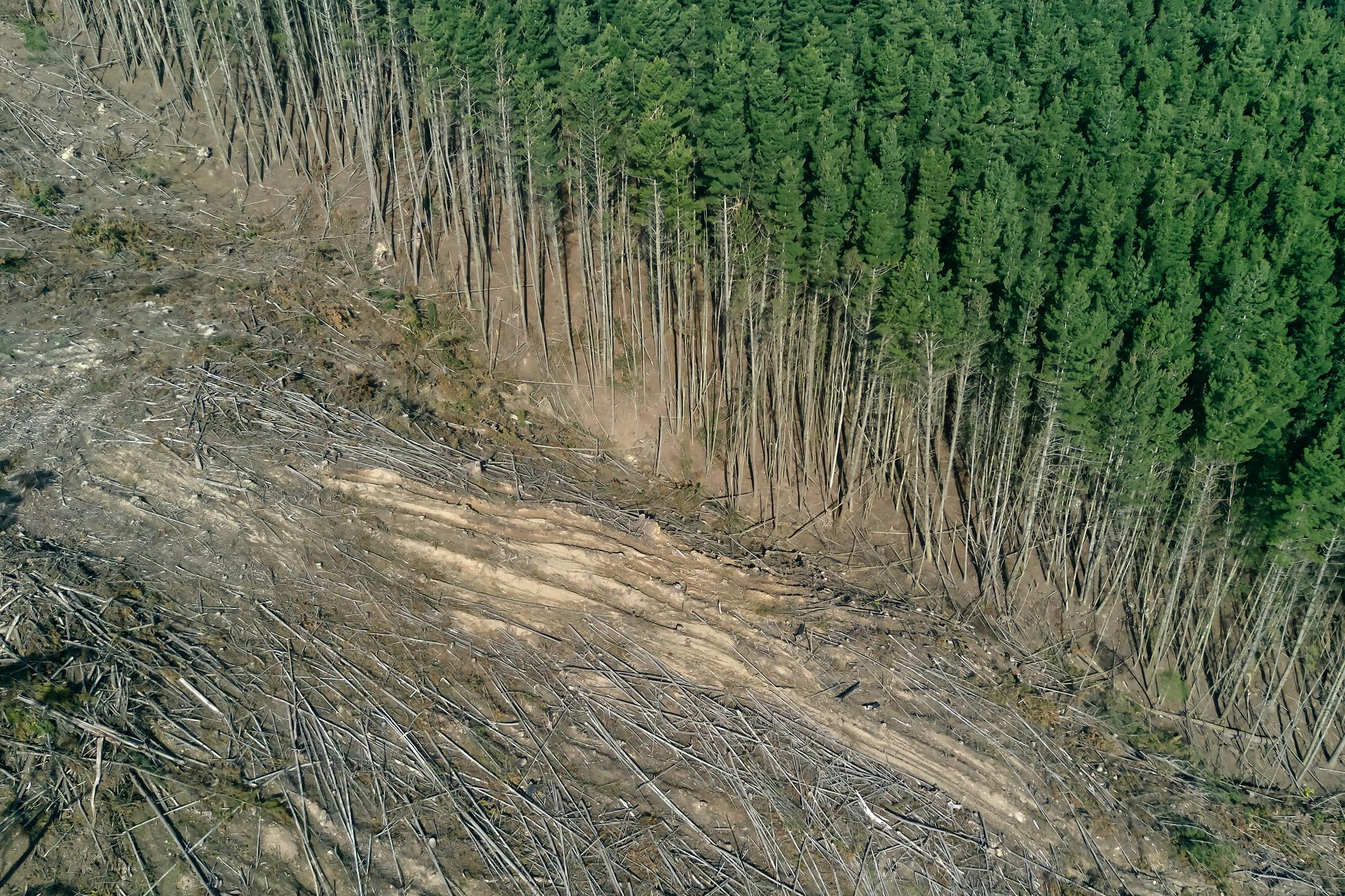 deforestación