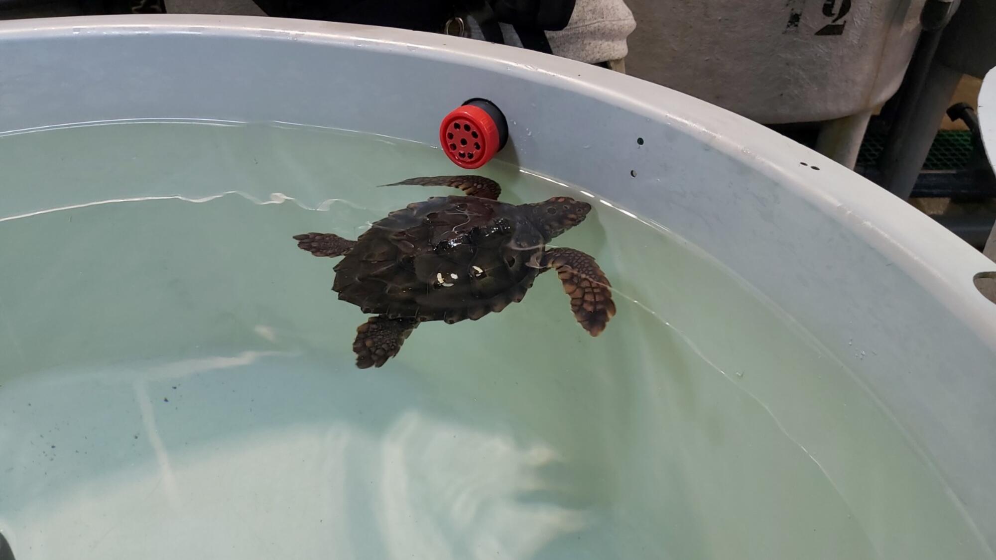 Tortuga en cautividad