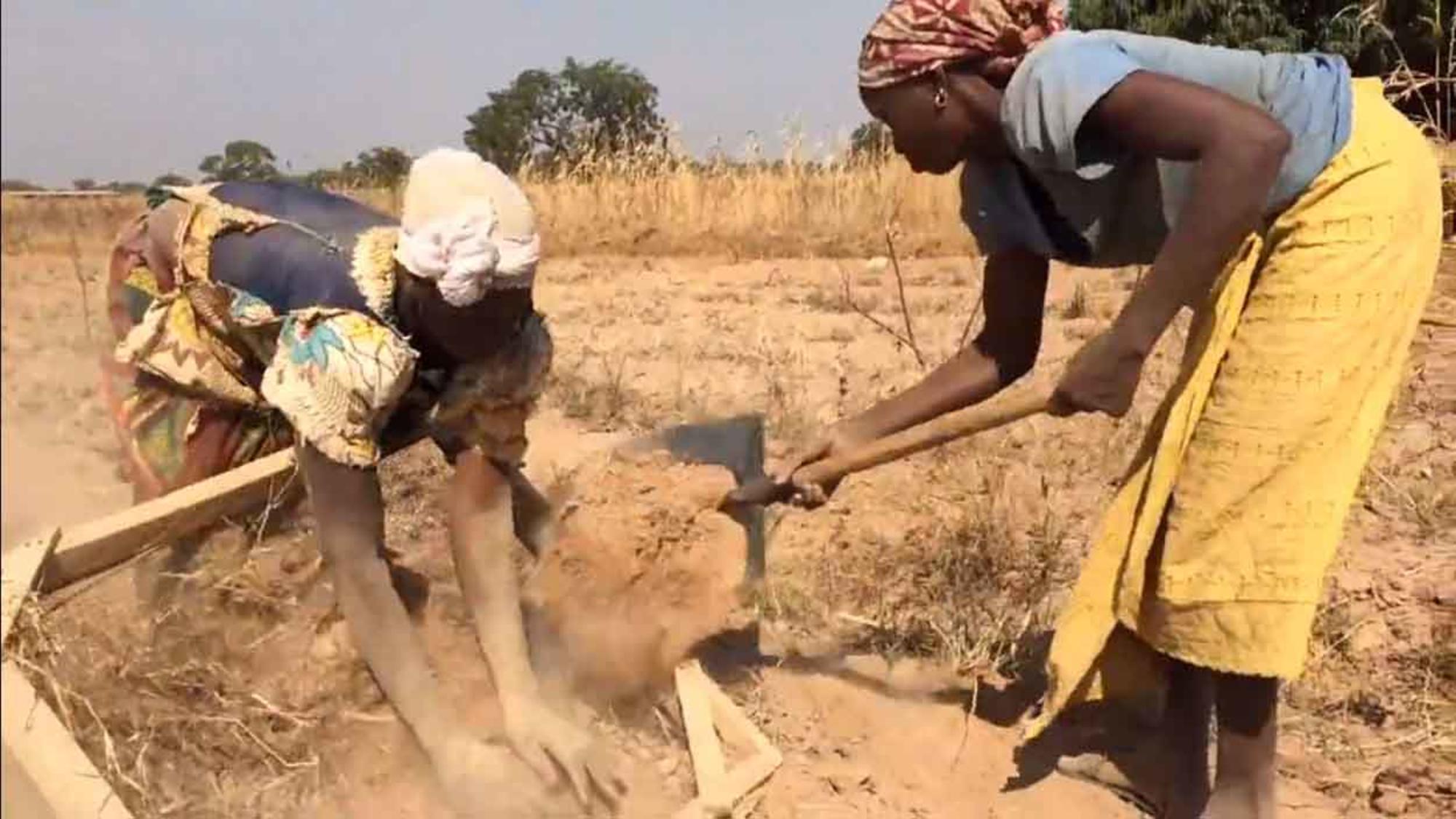 Mujeres Recogiendo Chufa