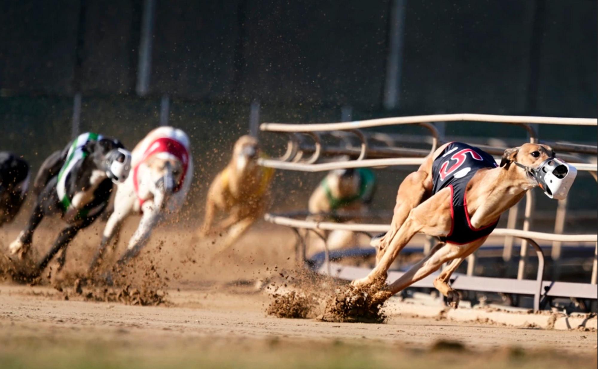 galgos canodromo