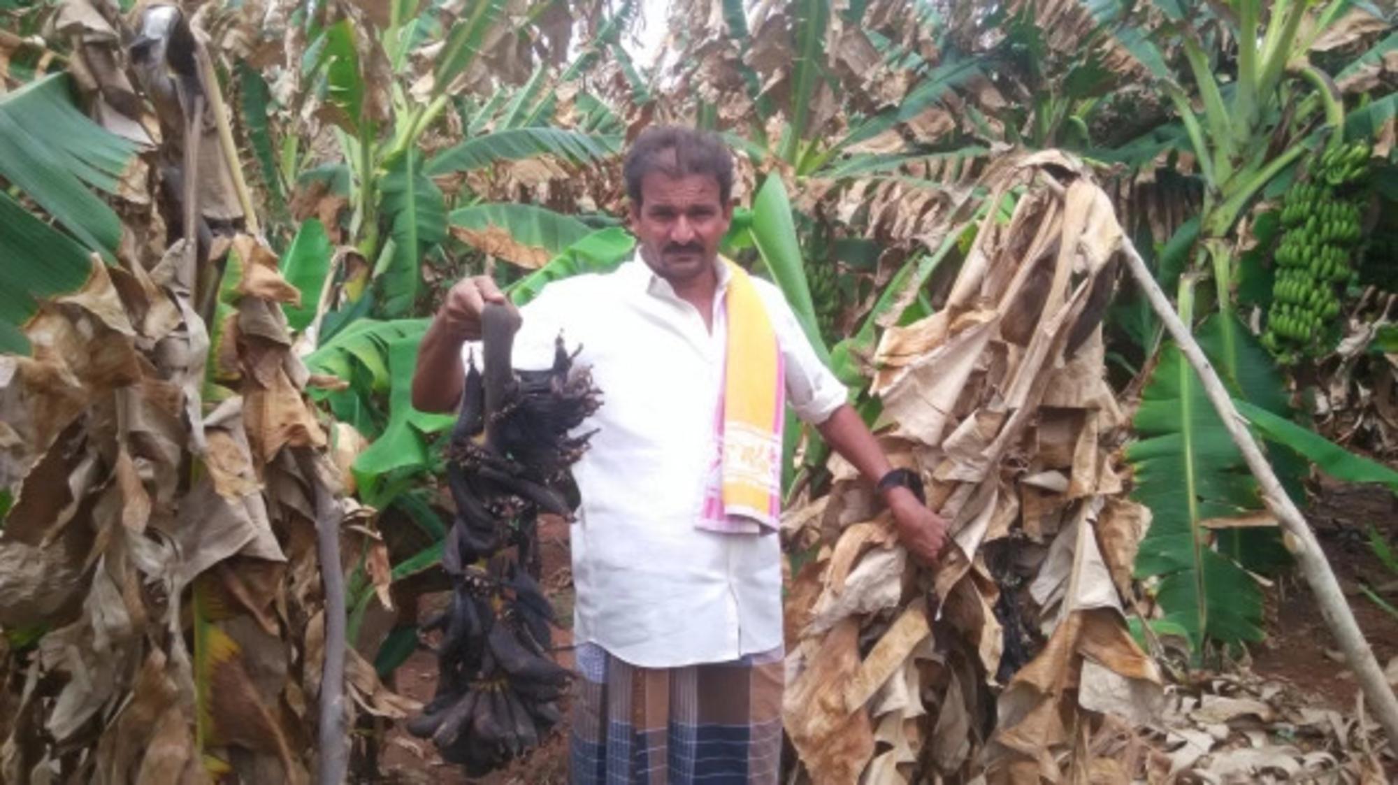 La plantación de plátano de Chandra Naik supuraba una sustancia extraña que alejó todo comprador.