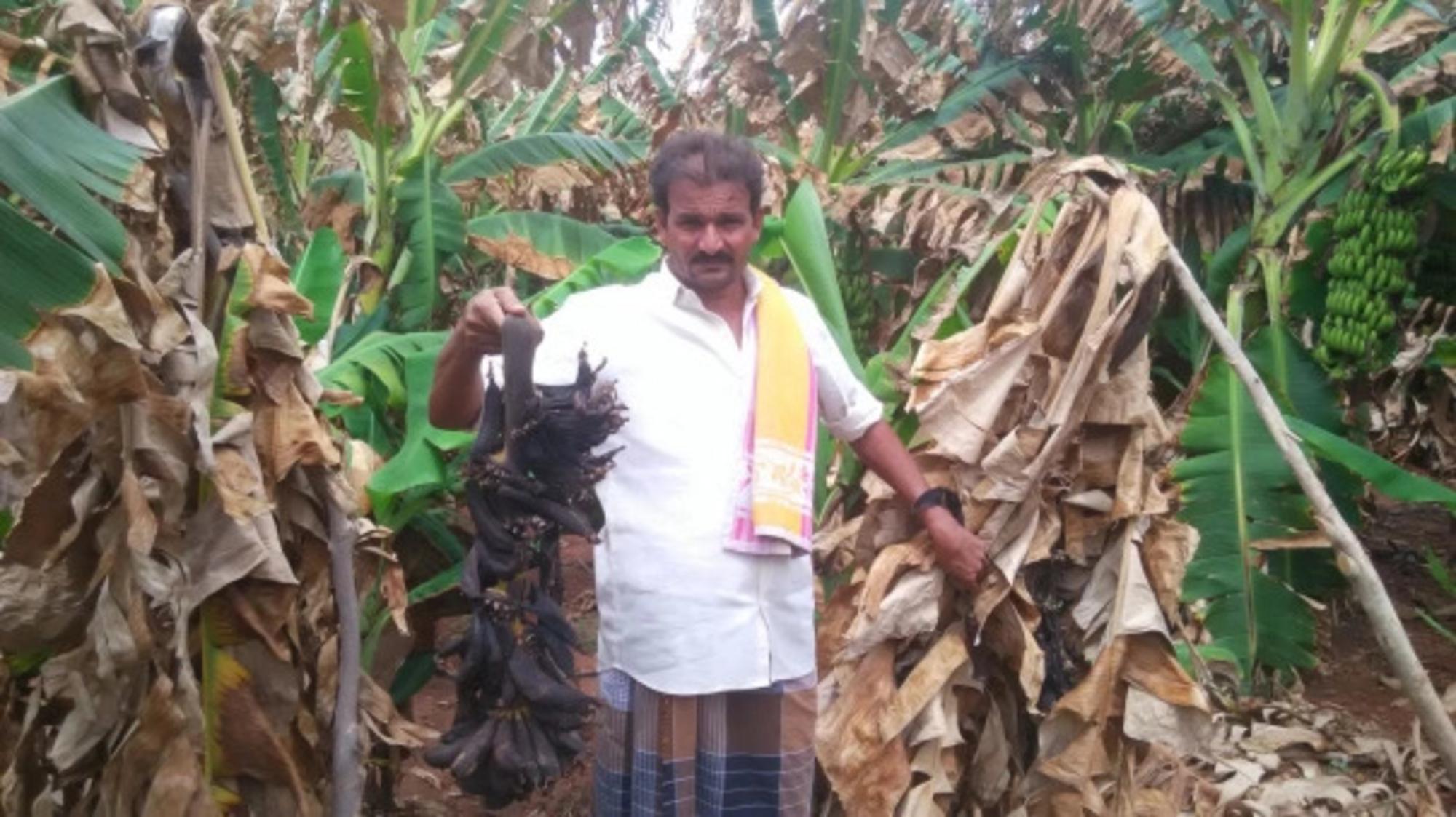 La plantación de plátano de Chandra Naik supuraba una sustancia extraña que alejó todo comprador. 