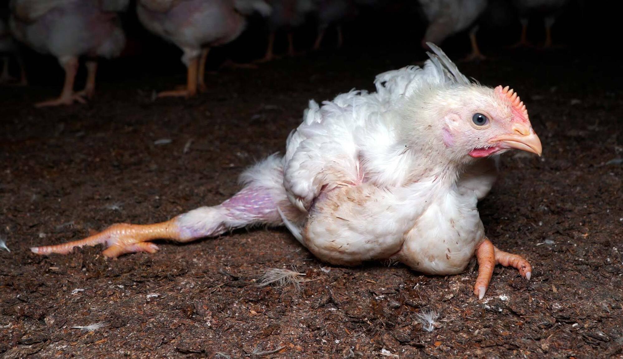 Pollo Lidl Observatorio Bienestar Animal