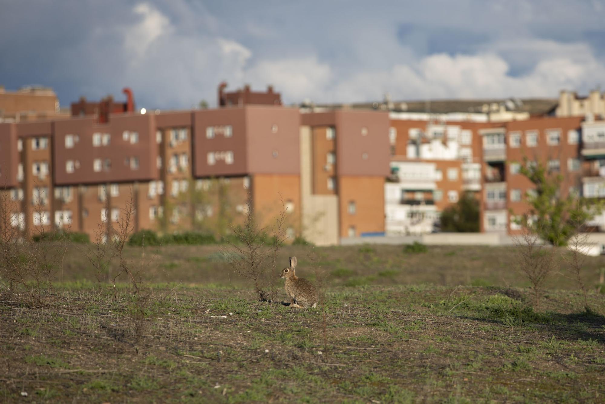 Conejo en Santa Eugenia