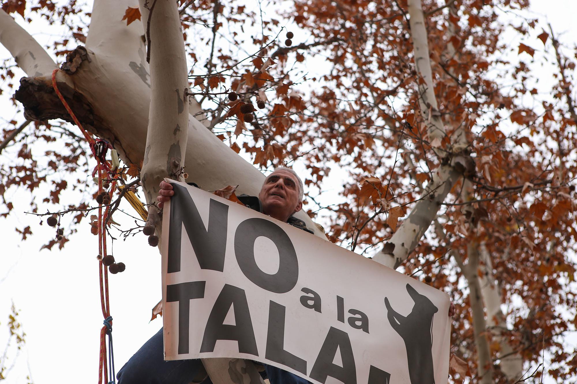 Tala árboles linea 11 Madrid - 3