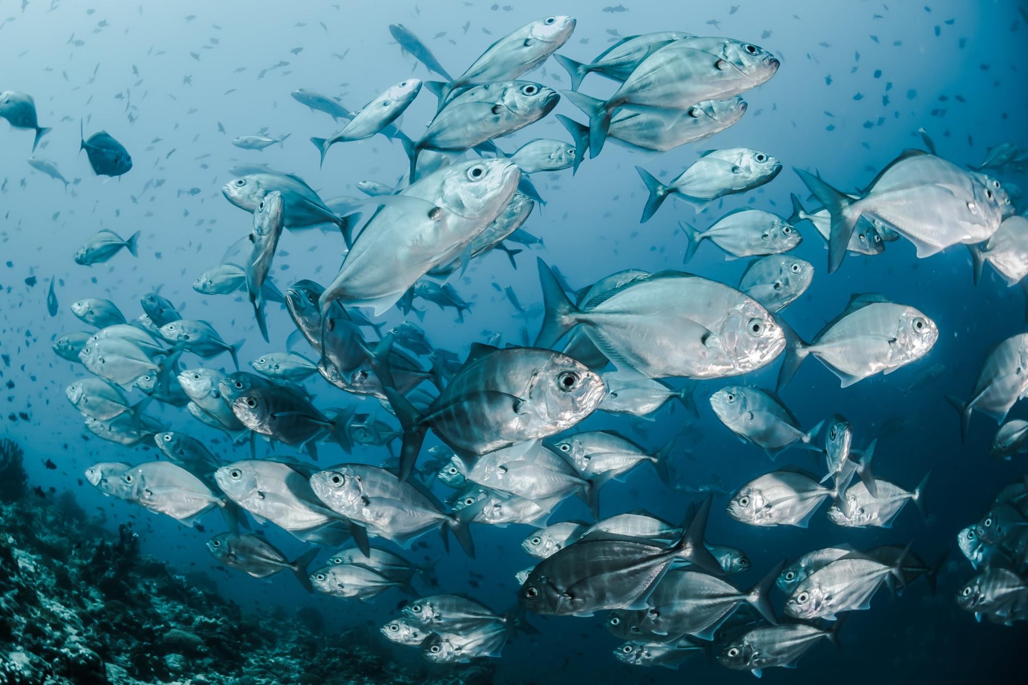 El gran debate sobre el dolor en los peces