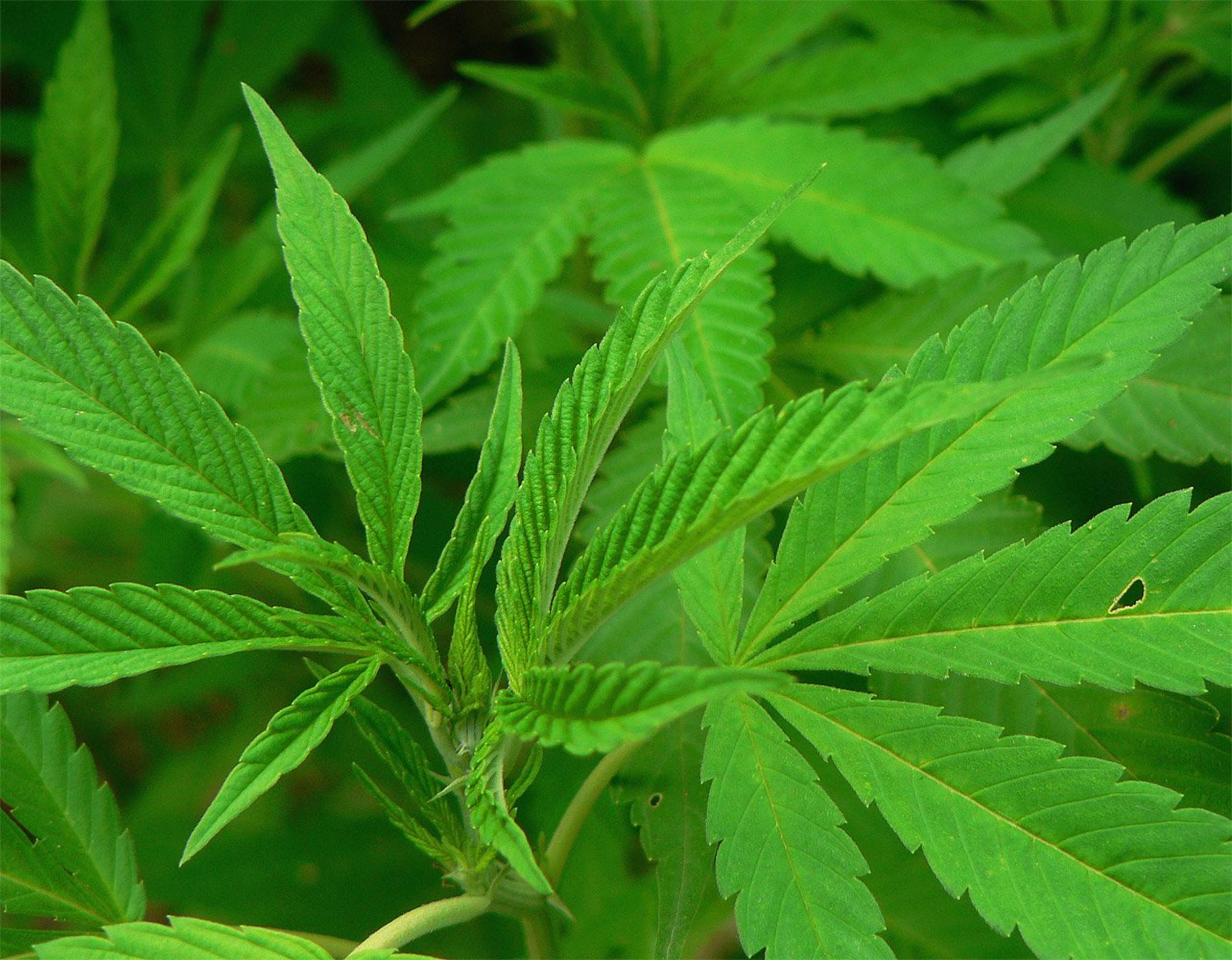 Cannabis españa
