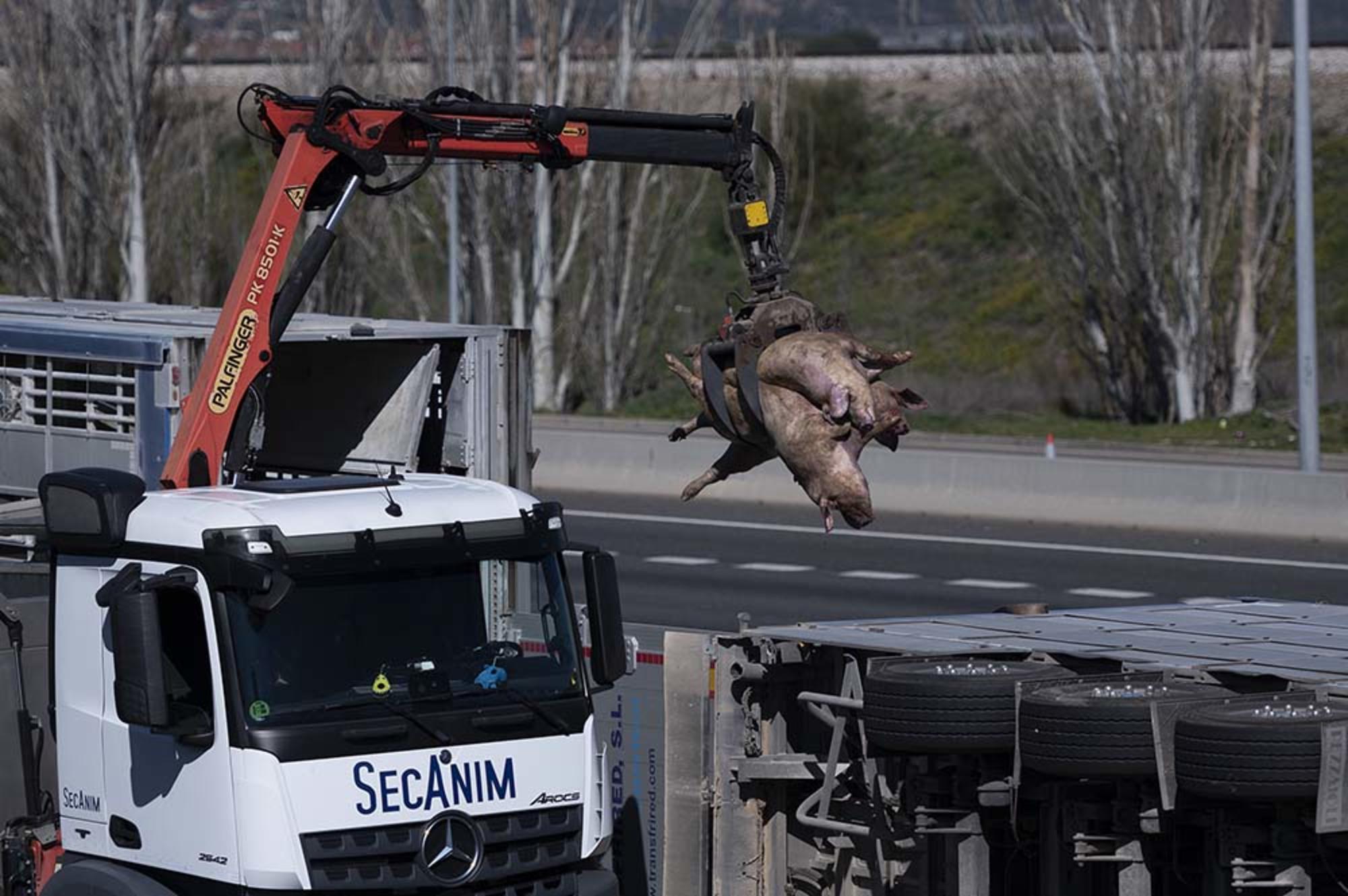 Cien cerdos mueren en un accidente de camión