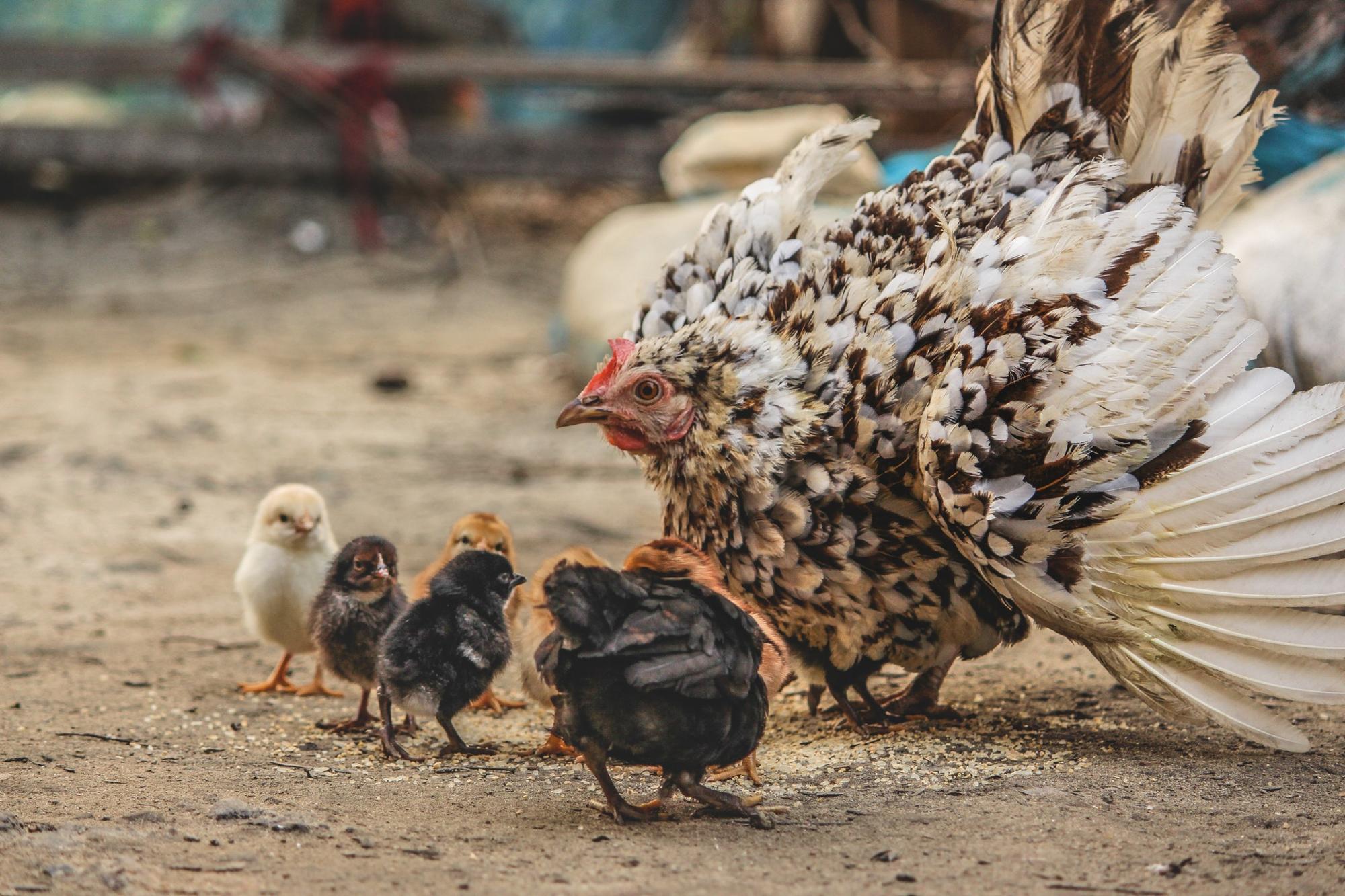 Gallina con sus crías