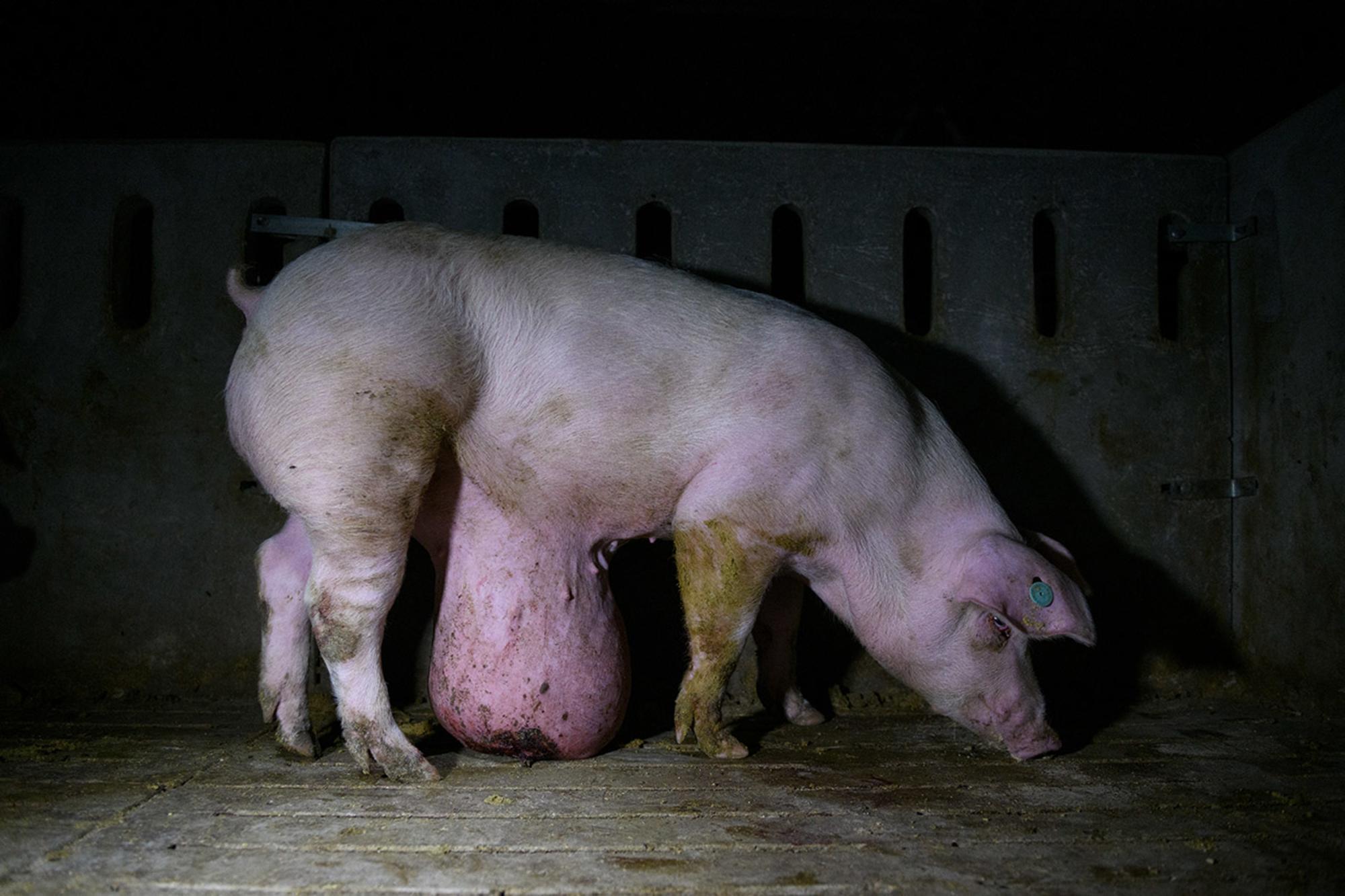 Ver el sufrimiento animal en granjas de cerdos 2