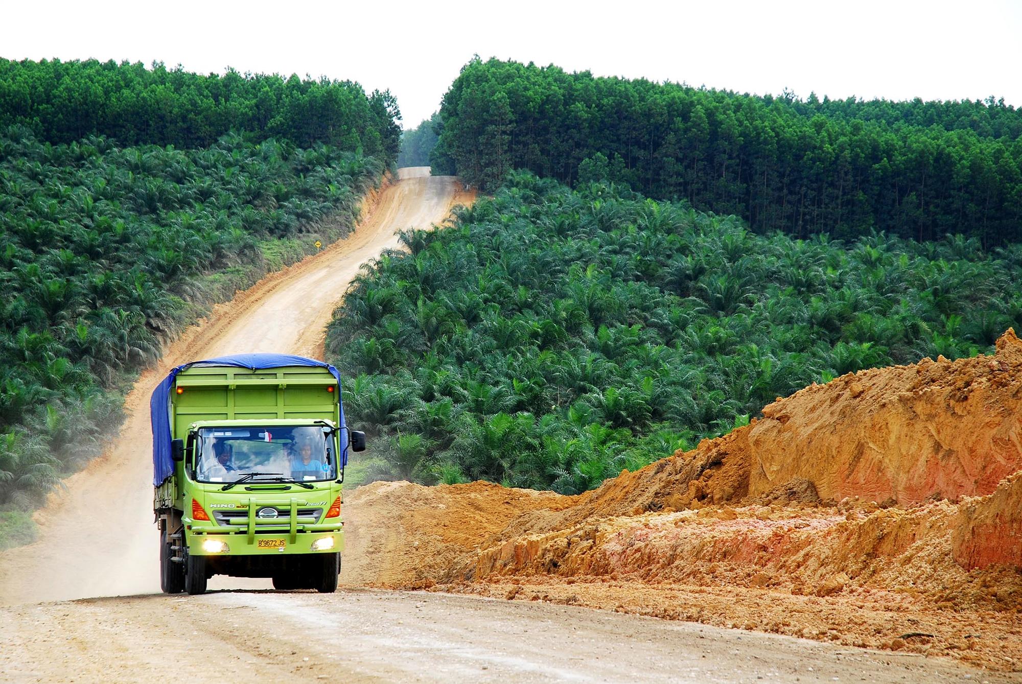 Aceite de Palma Indonesia