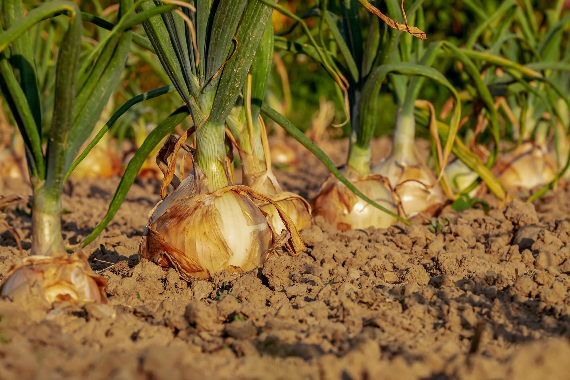 Huerto agroecología I