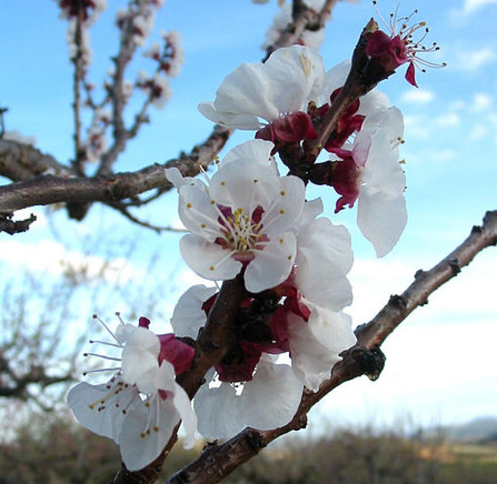 Almendro