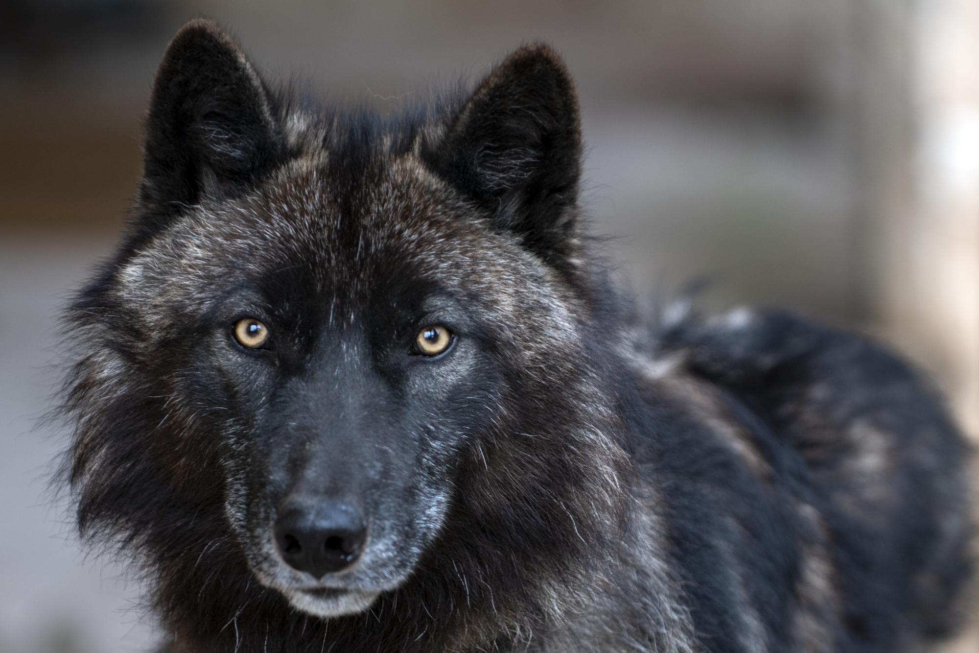 lobo americano