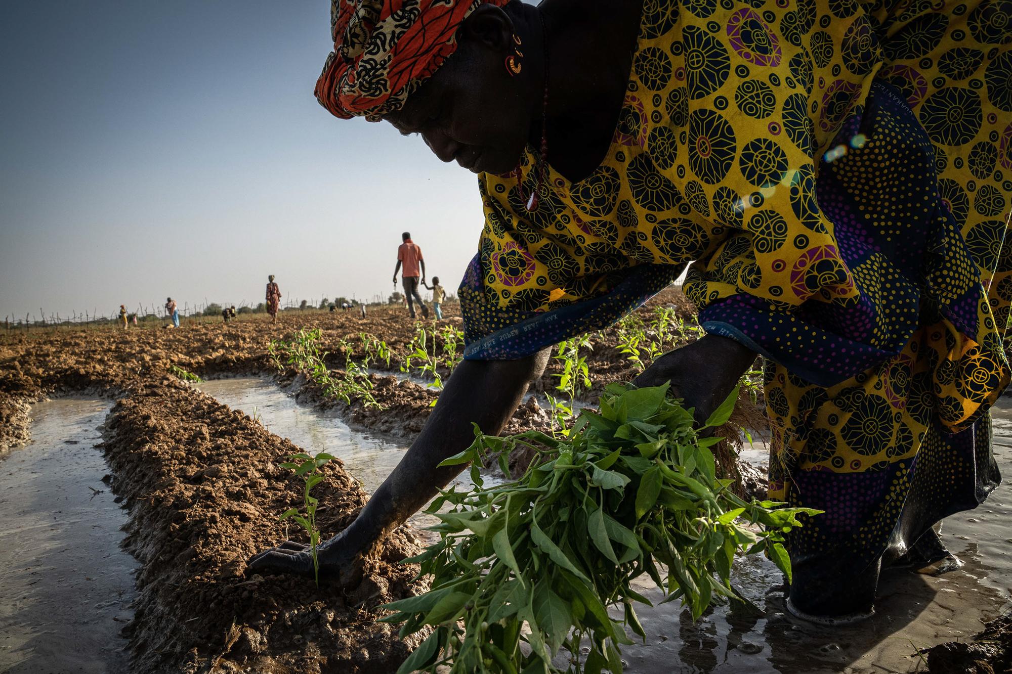 Agroecología y feminismo en Senegal - 1