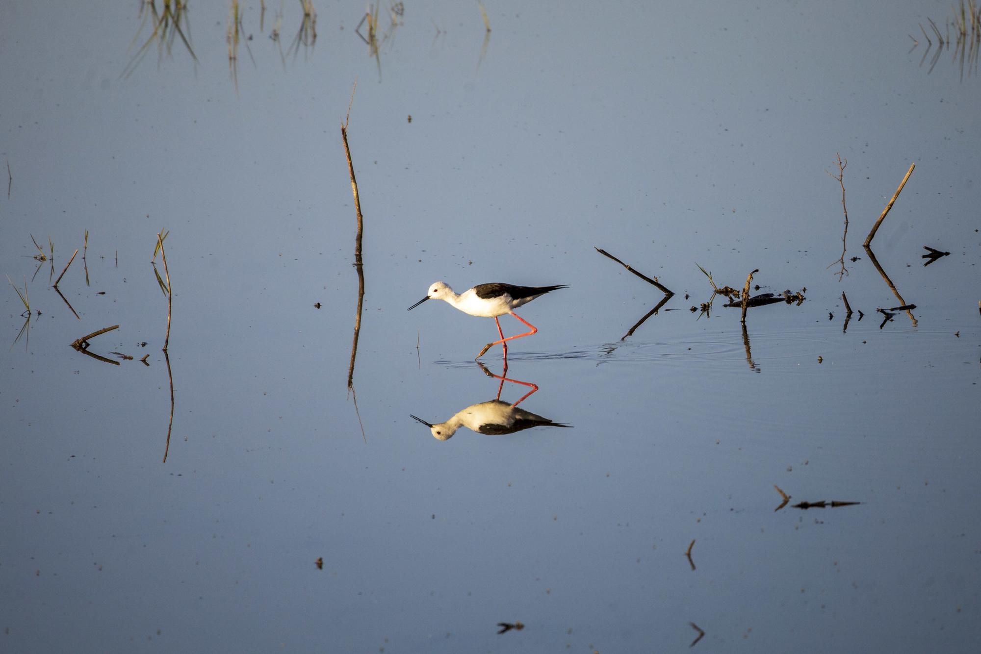 Doñana Abril 2023 - 4