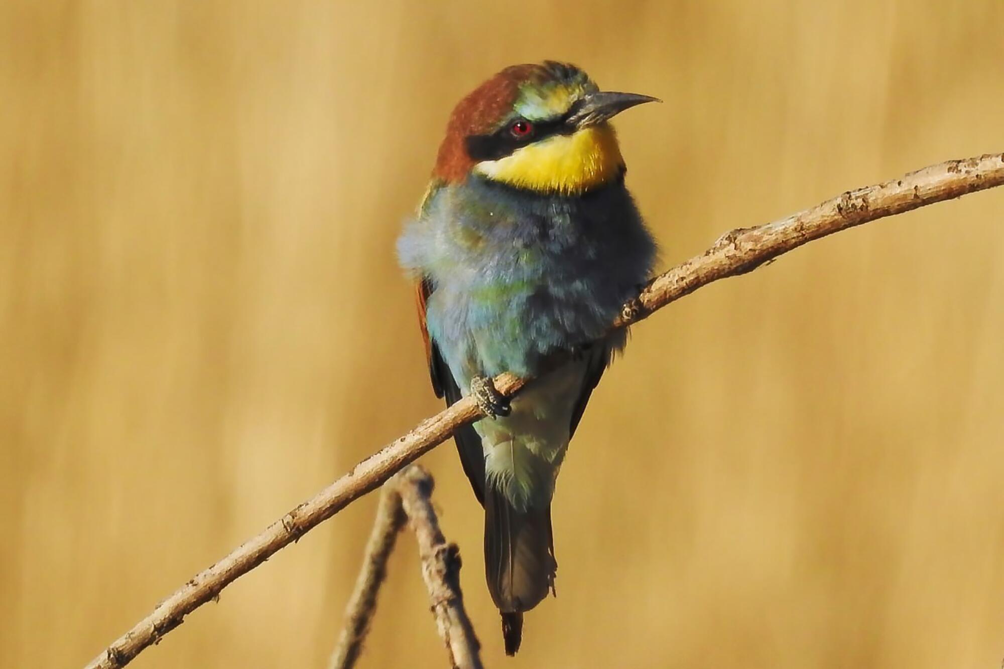 Lagunas de Ambroz - 1