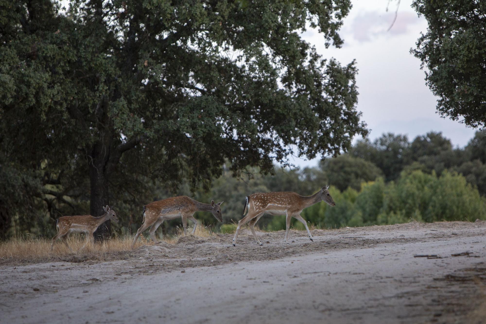 Animales en El Pardo 2