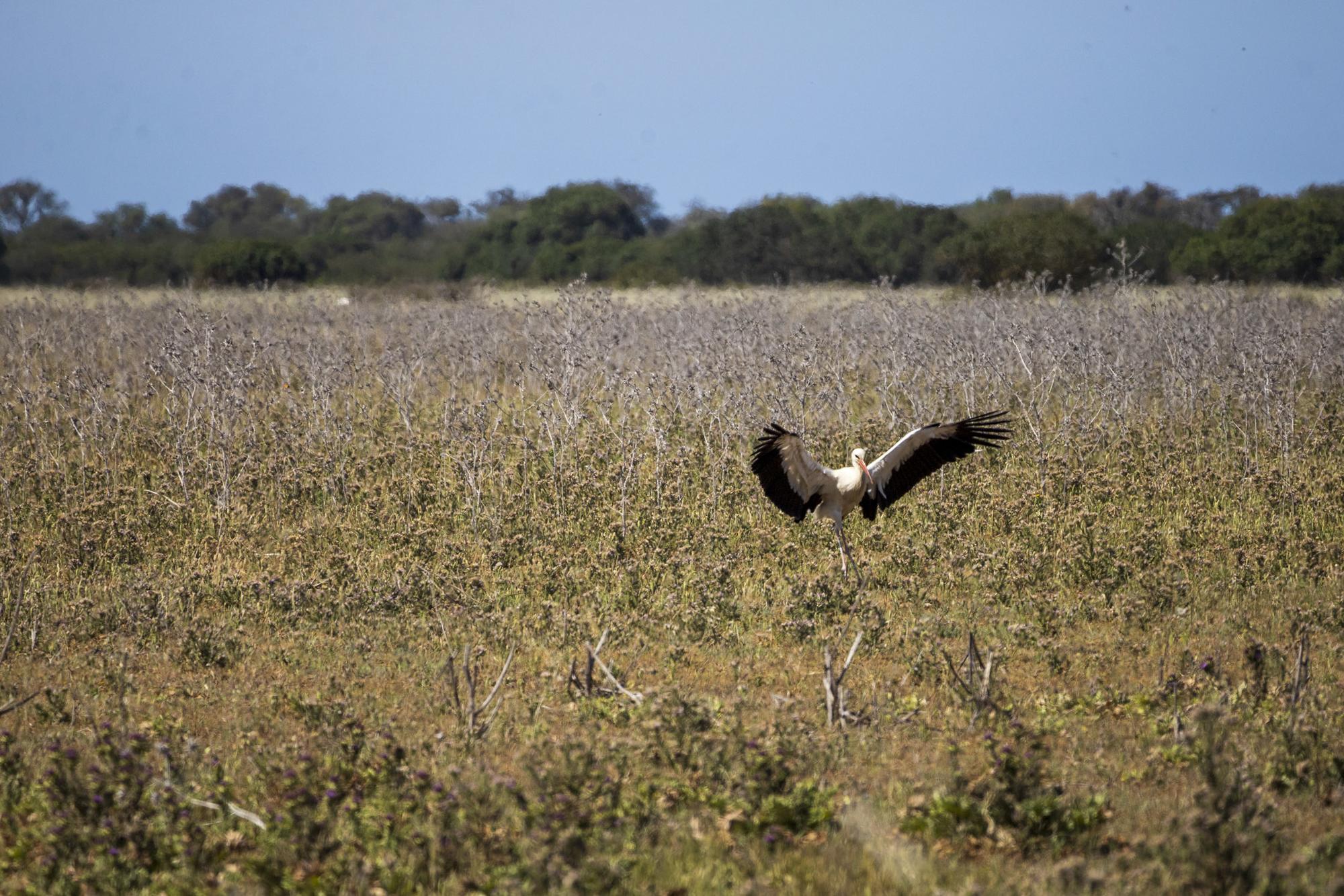 Doñana Abril 2023 - 9