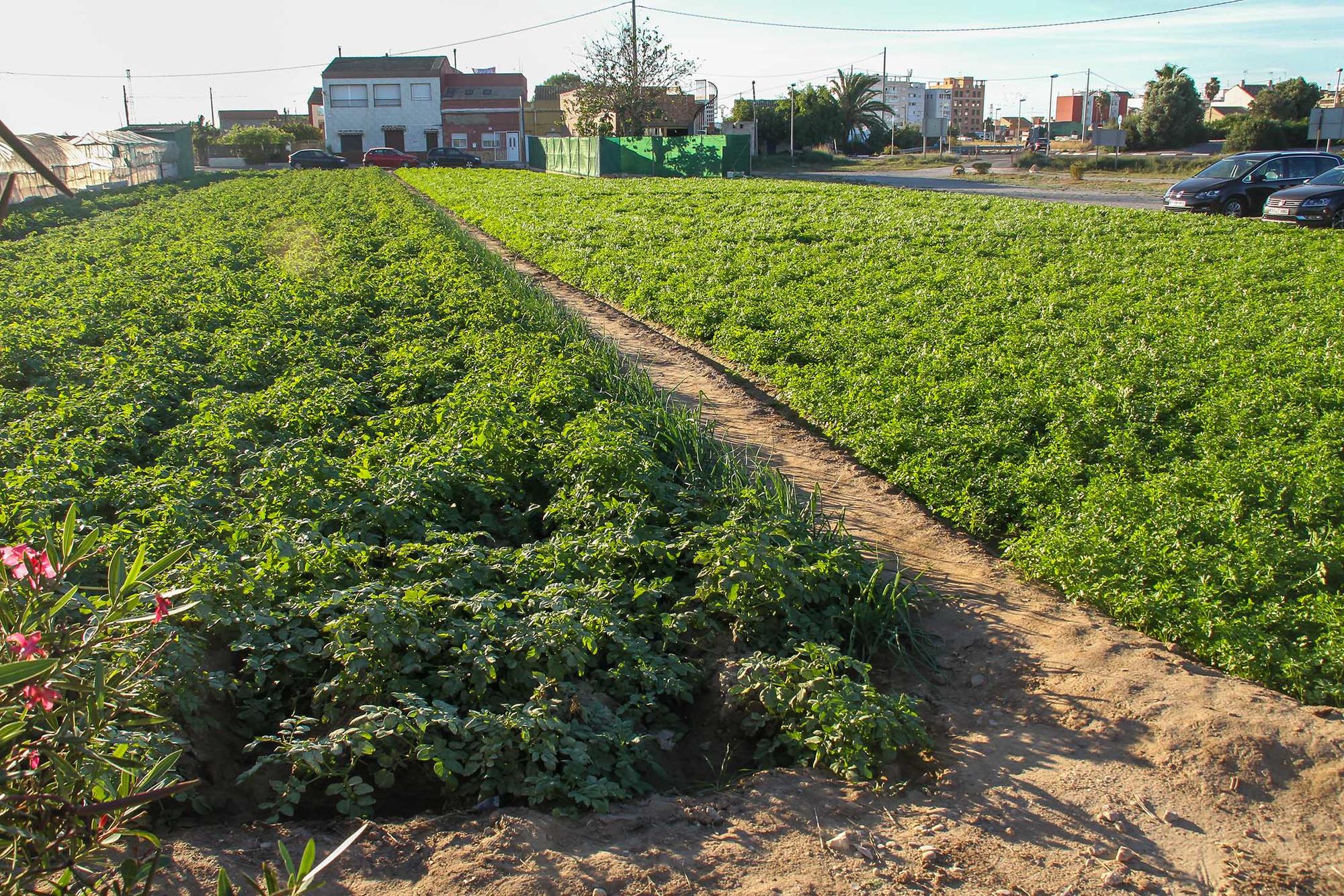 Huerta Valencia Pinedo