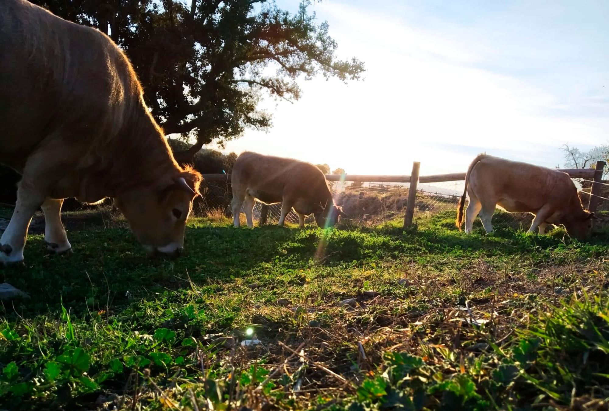 Vacas pastando en Catalunya