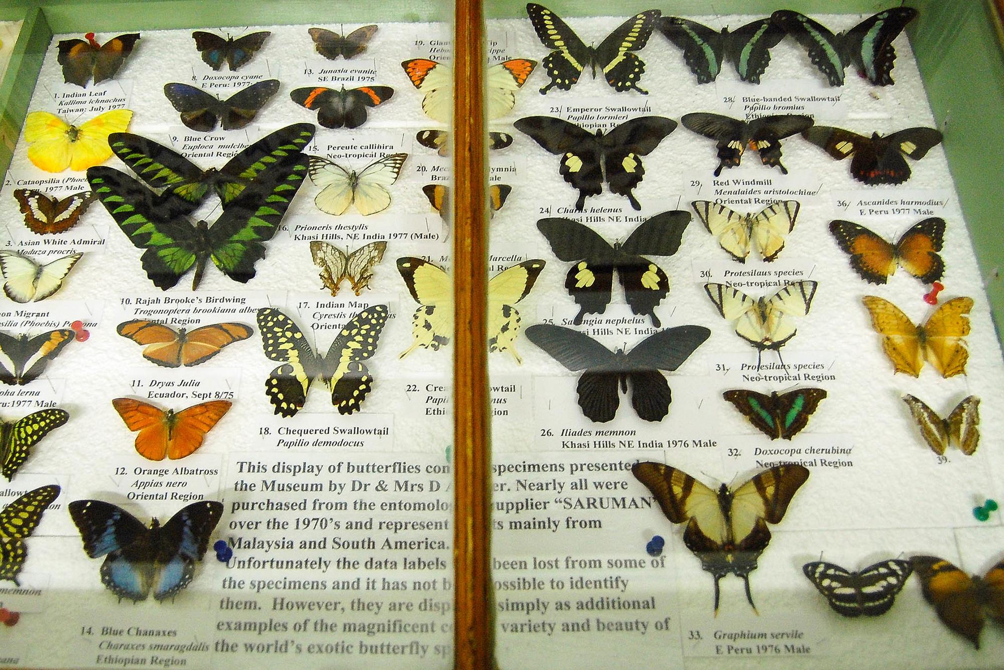 Colección Mariposas