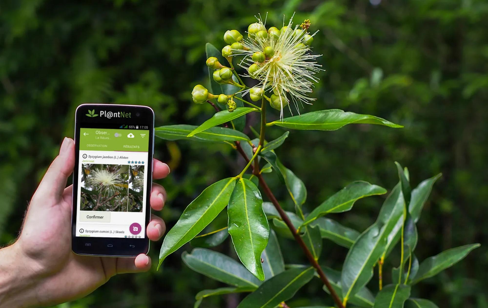Una imagen promocional de la app de reconocimiento de plantas Pl@ntNet.