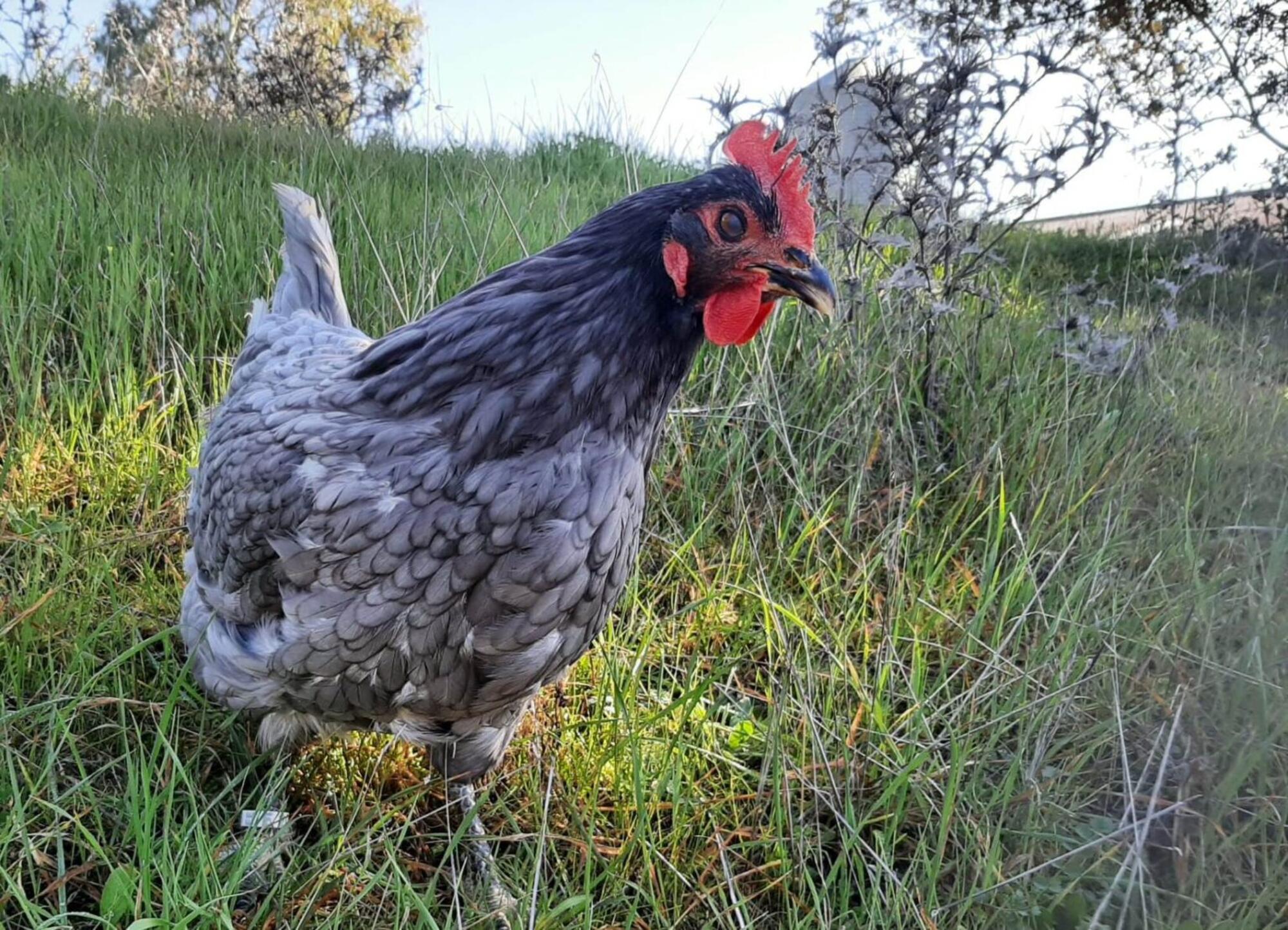 Gallina Extremeña Azul