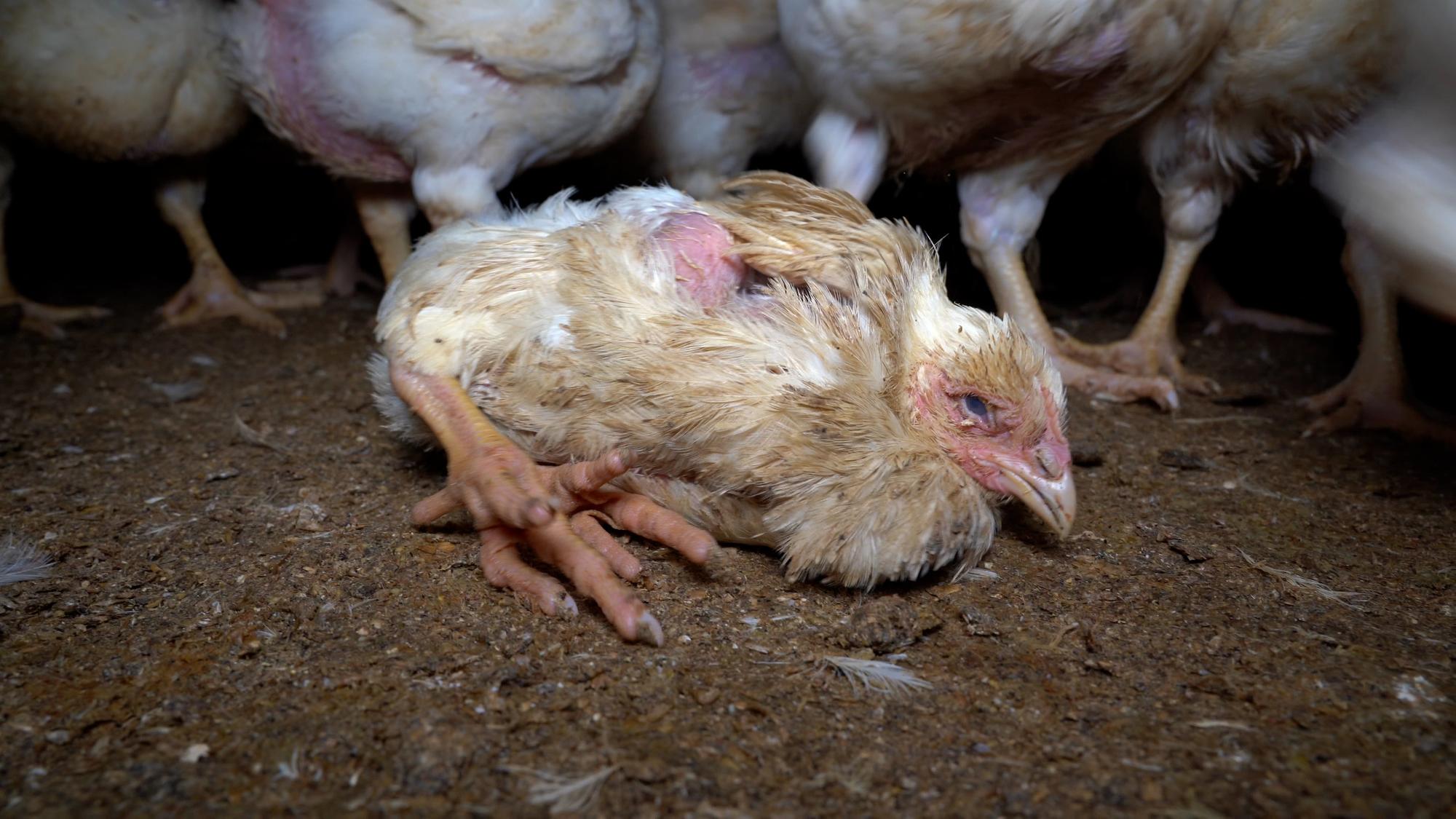 pollo con deformacion granja lidl