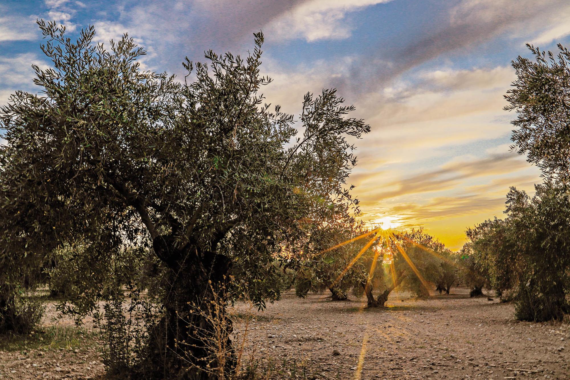 Olivar Jaime Cinca 1