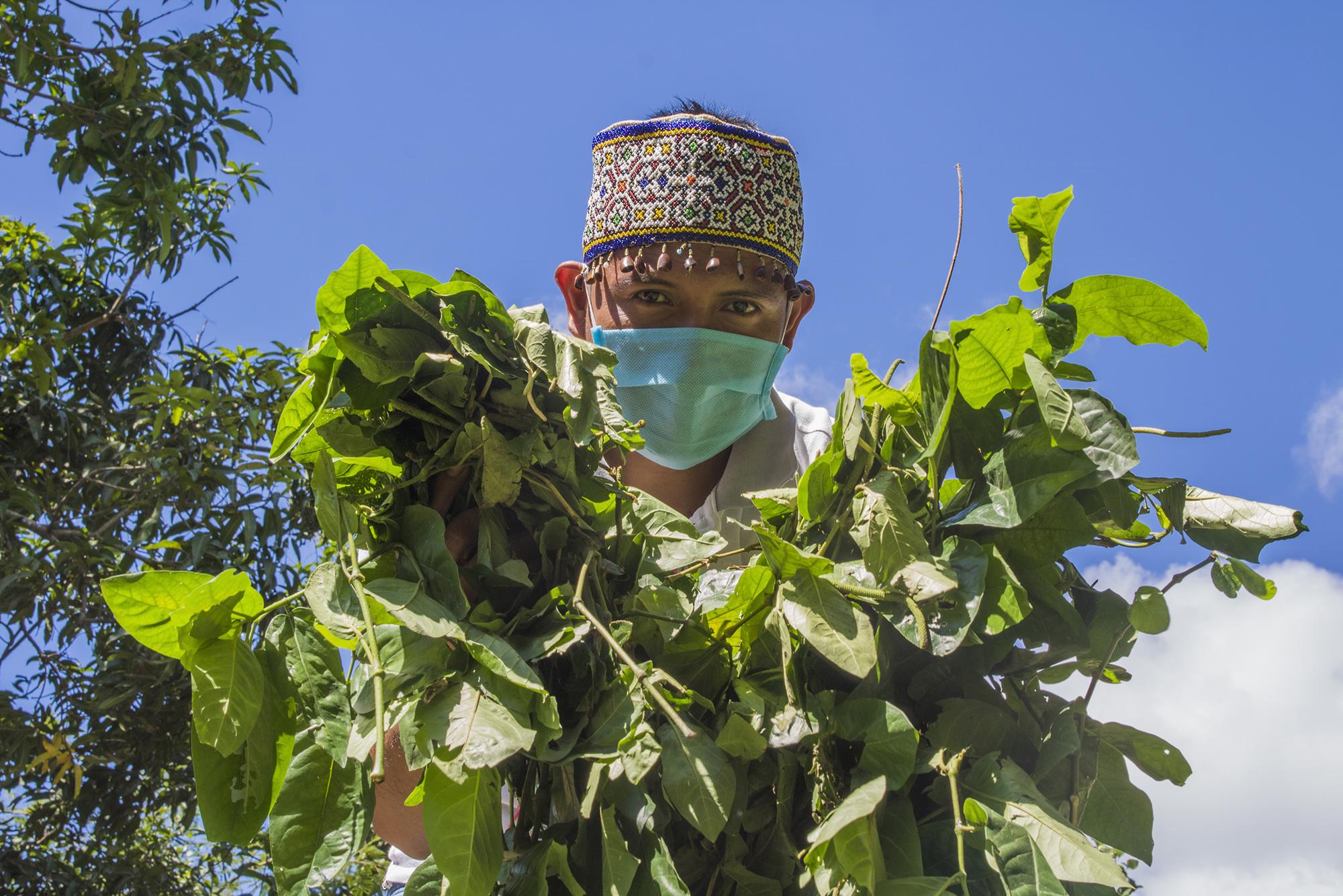 Comando Matico, medicina alternativa en la amazonía peruana. - 1